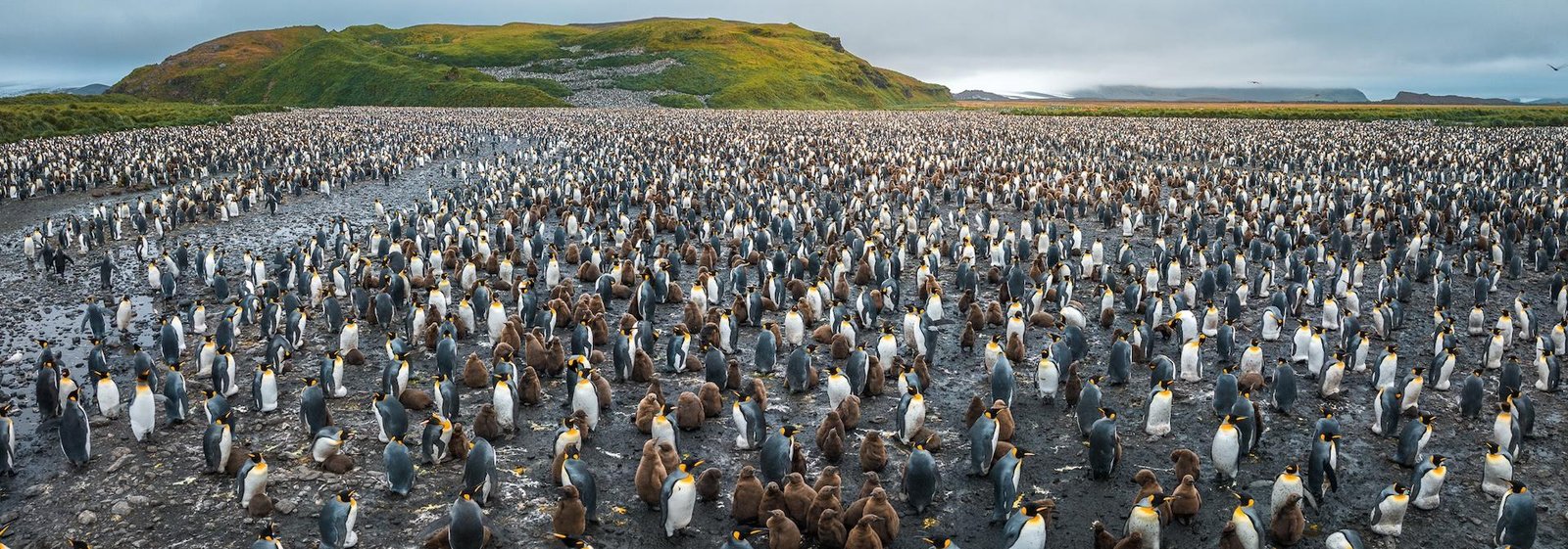 European Photography Awards Winner - Penguin town 