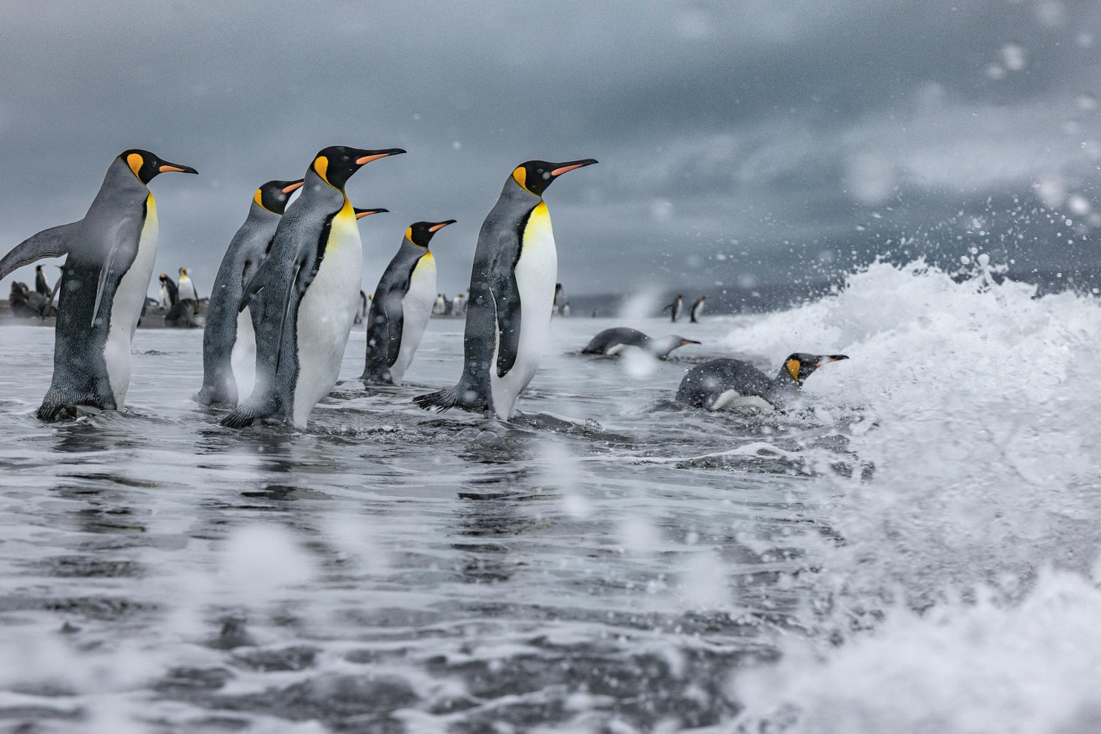 European Photography Awards Winner - Penguin pioneers 
