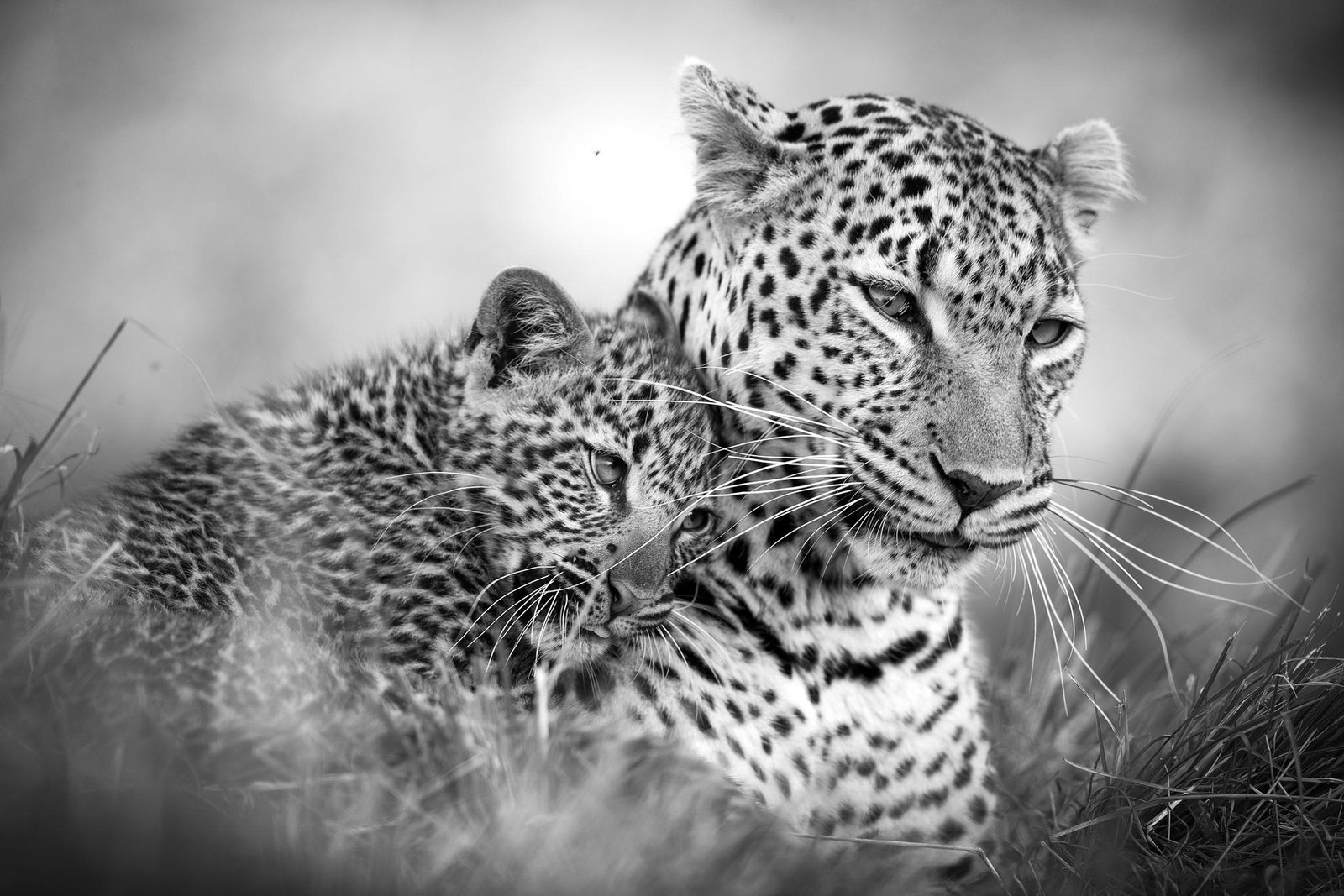 European Photography Awards Winner - So Cute