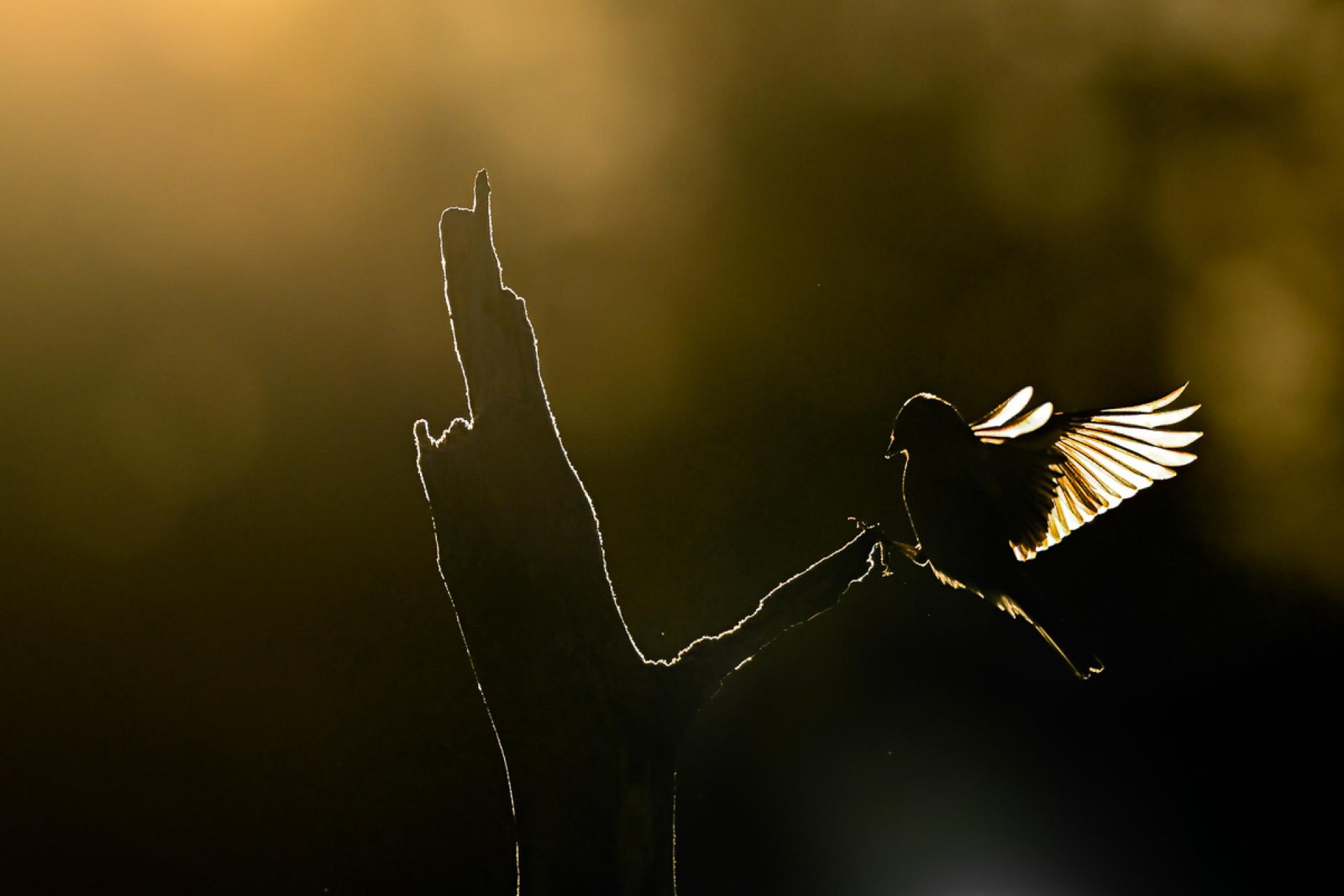European Photography Awards Winner - Chaffinch landing in Sweden
