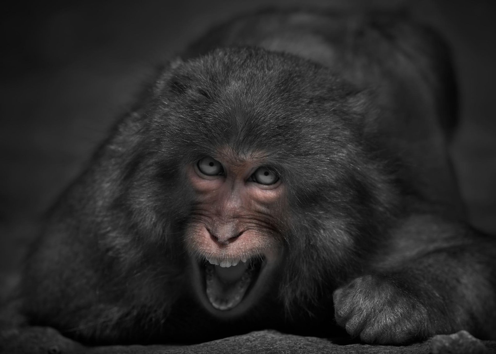 European Photography Awards Winner - Wrath