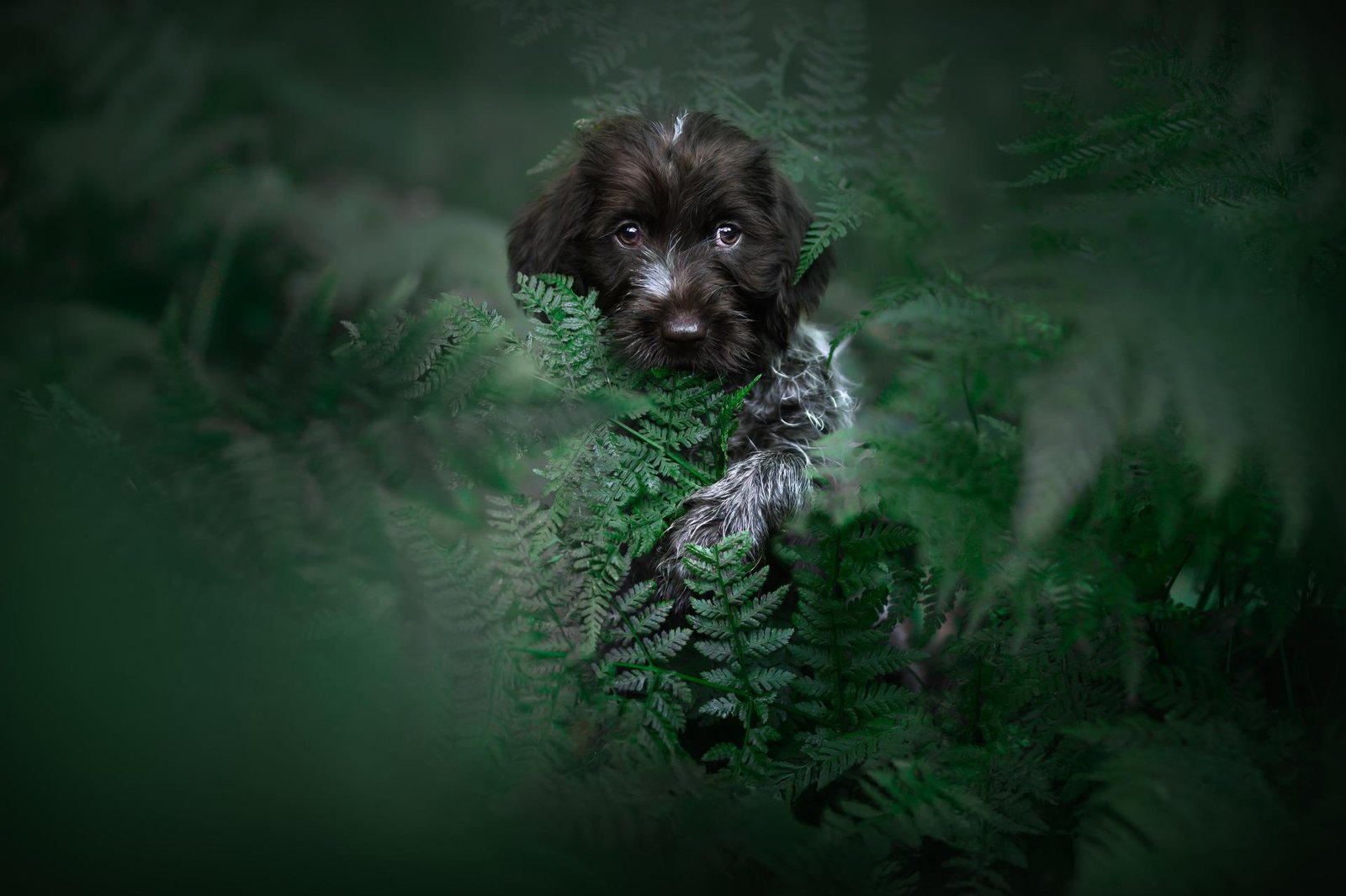 European Photography Awards Winner - Tiny Explorer