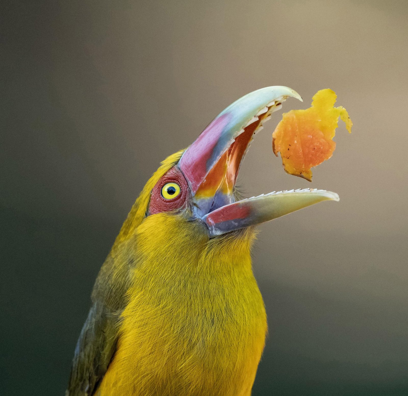 European Photography Awards Winner - Papaya Delight 