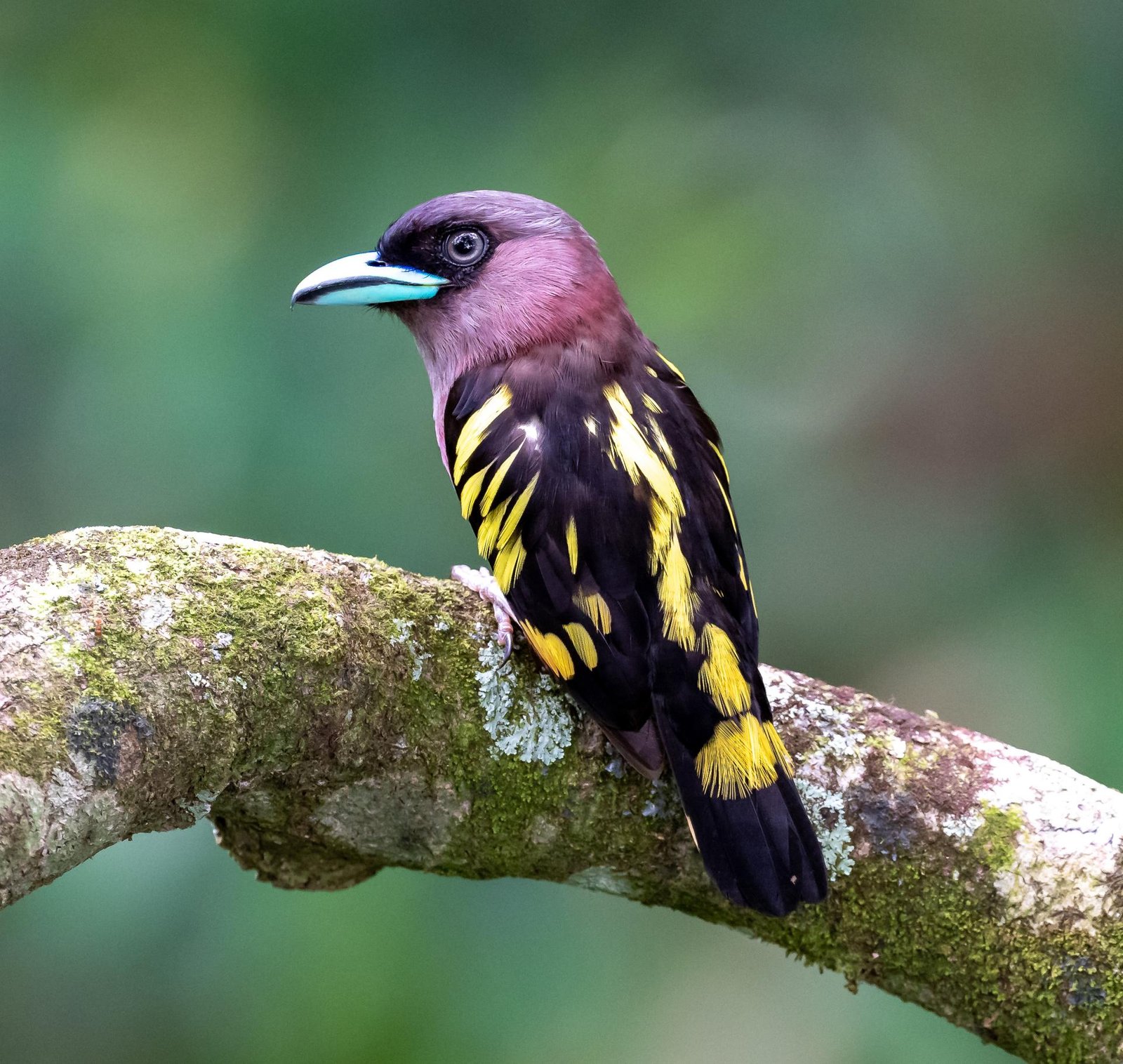 European Photography Awards Winner - Fantasy Bird
