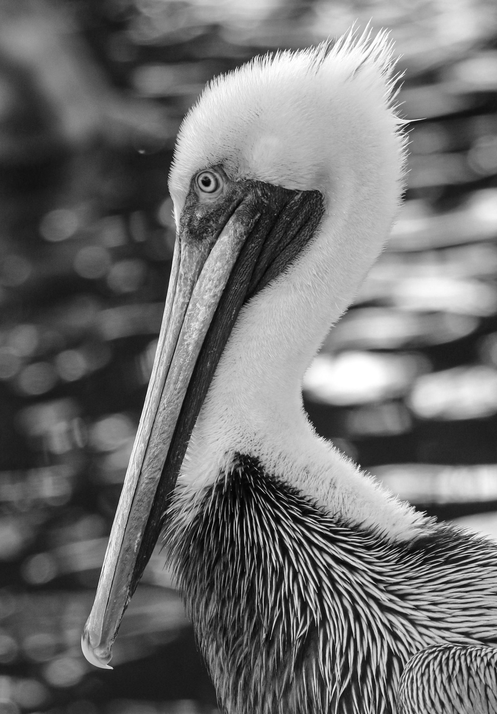 European Photography Awards Winner - Pelican Grandezza 