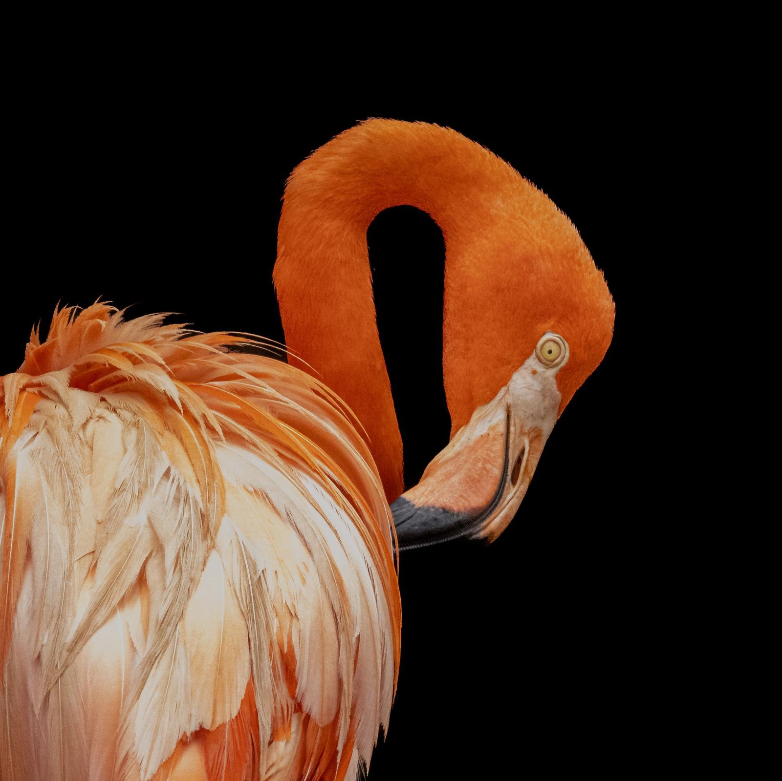 European Photography Awards Winner - Orange Elegance
