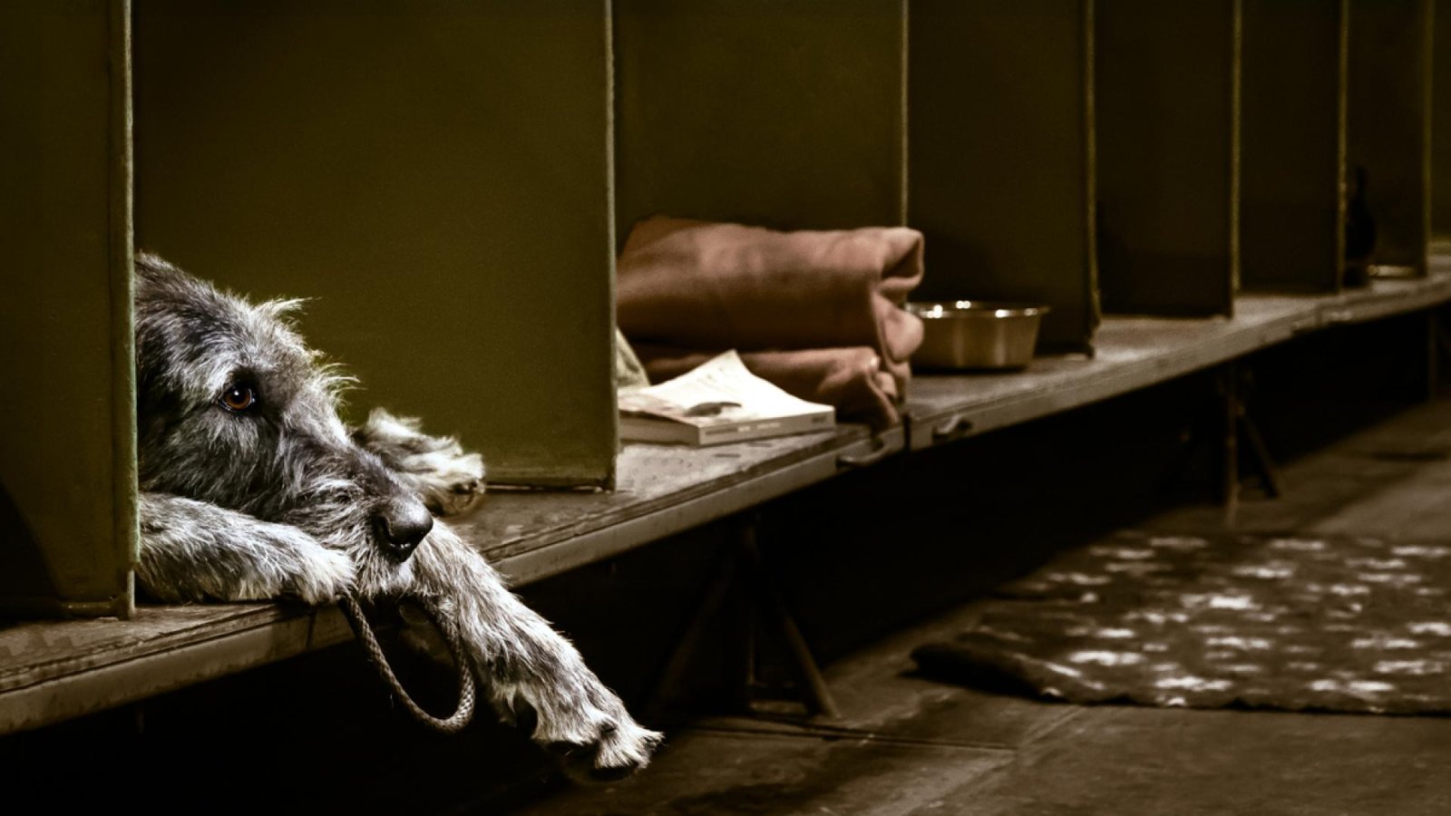 European Photography Awards Winner - Irish Wolfhound at Rest