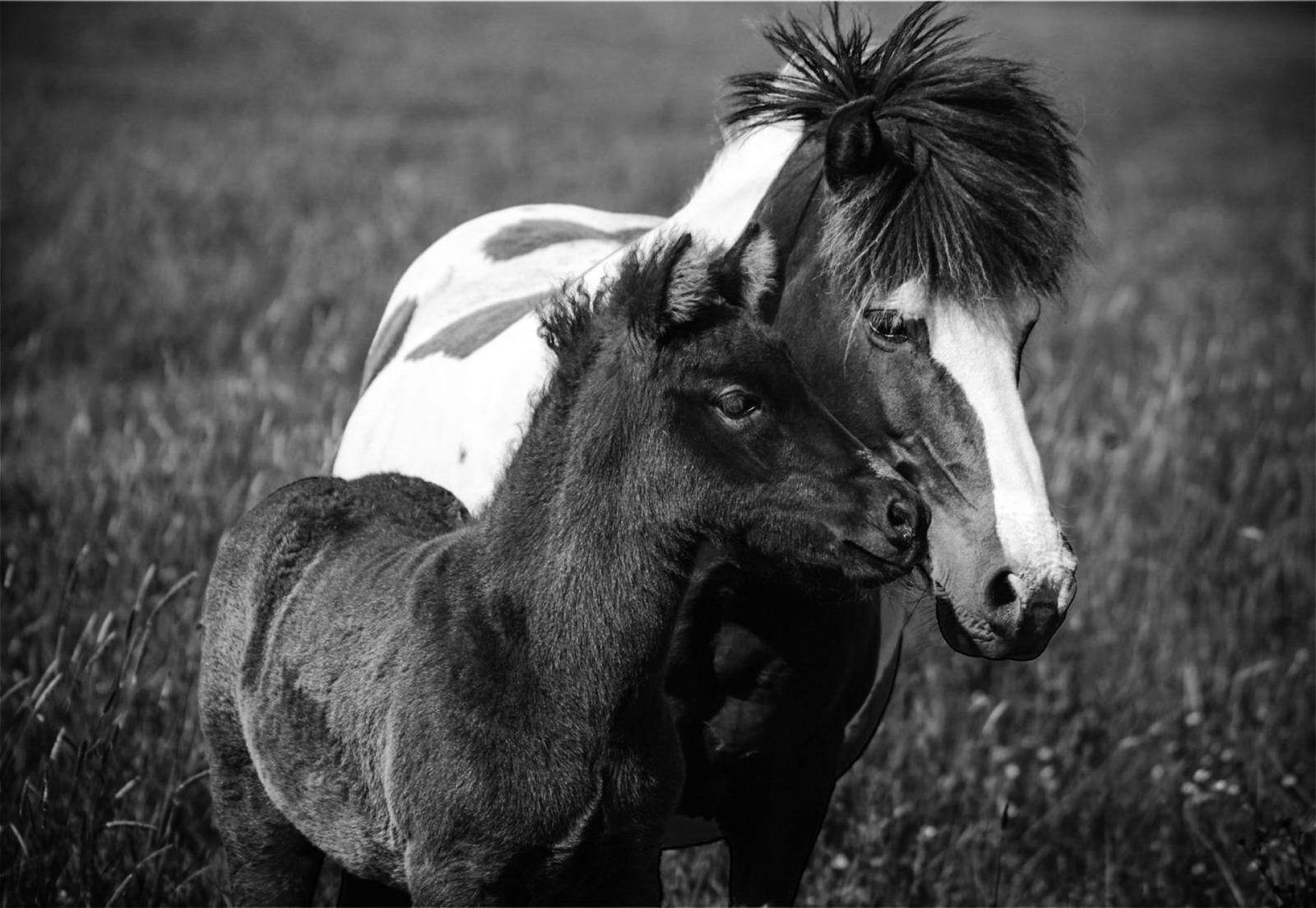 European Photography Awards Winner - Iceland foal 