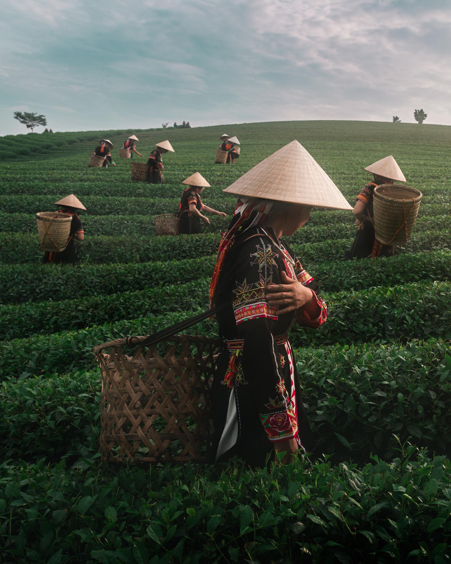 European Photography Awards Winner - Harmony in the Tea Fields