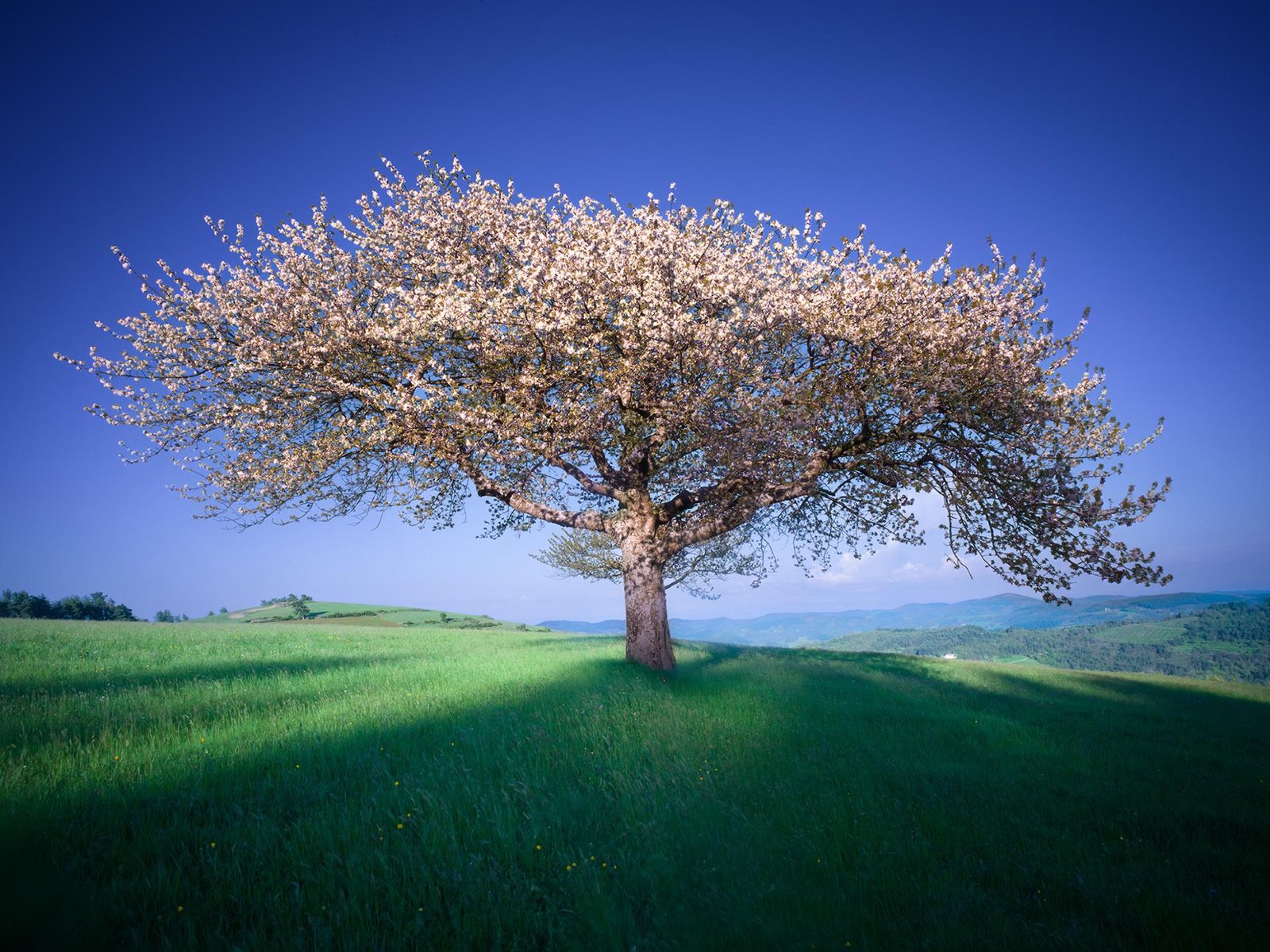 European Photography Awards Winner - The tree of Life