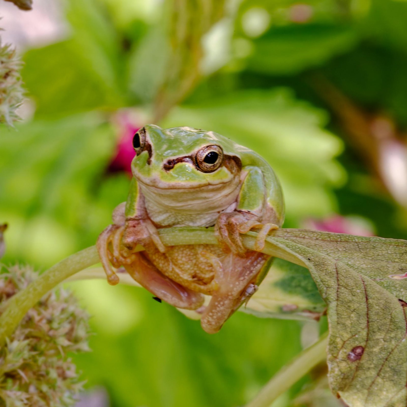 European Photography Awards Winner - A frog that wants to be a model.