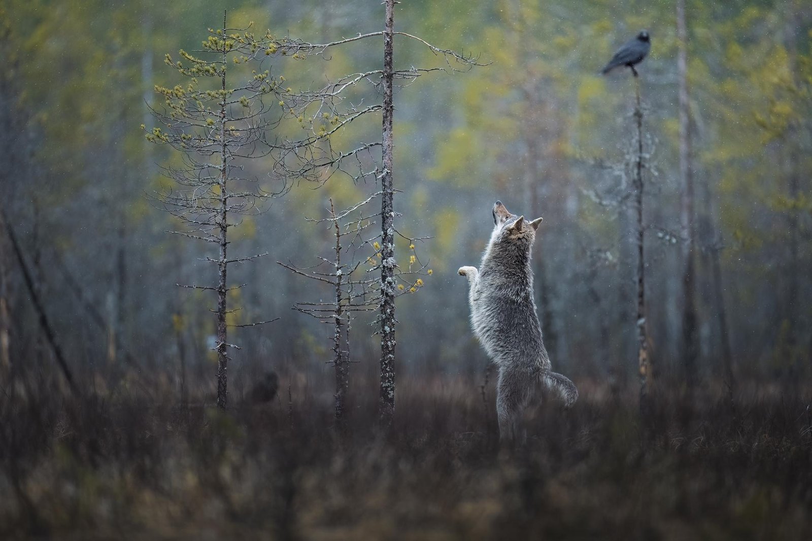 European Photography Awards Winner - The Enchanted Wolf