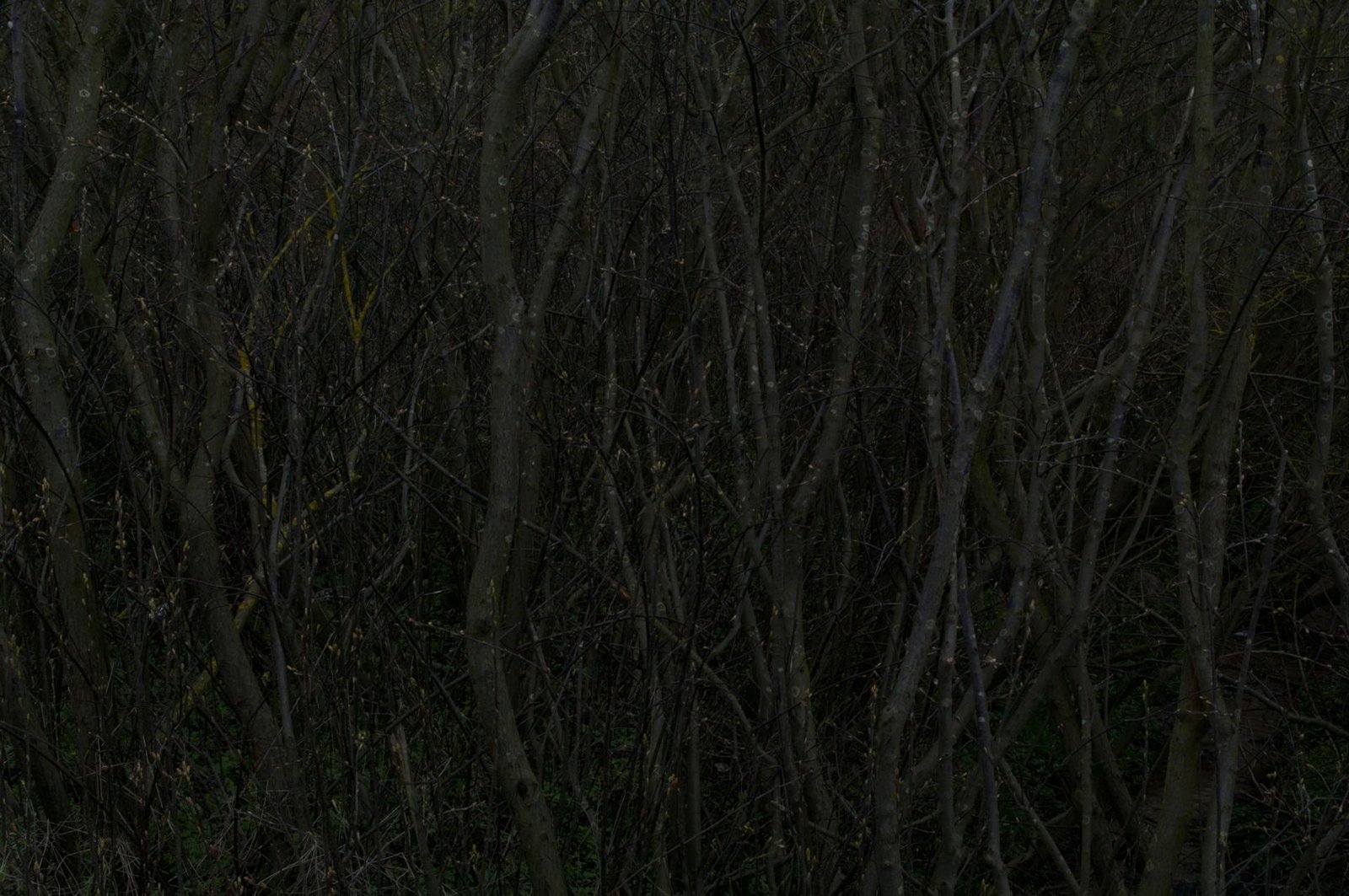 European Photography Awards Winner - Hidden Trees