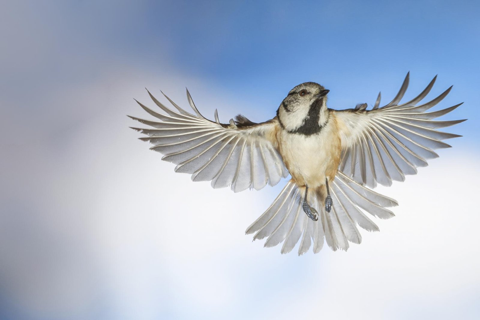 European Photography Awards Winner - Wings of Motion