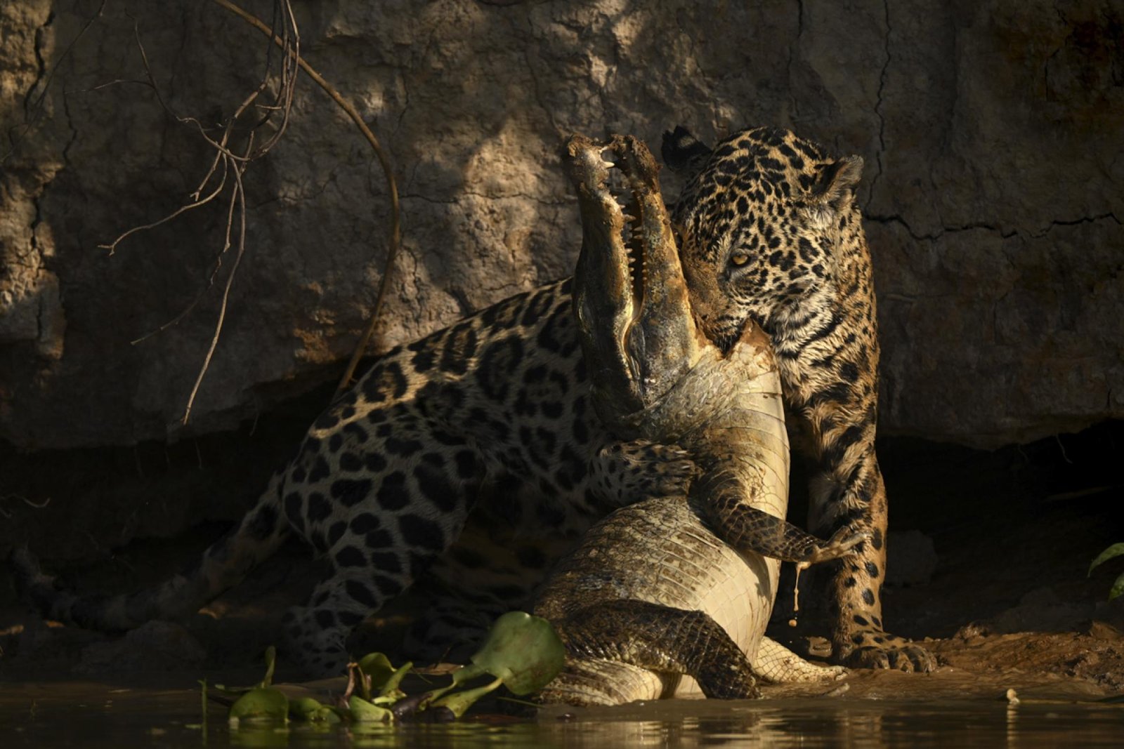 European Photography Awards Winner - Killer Instinct