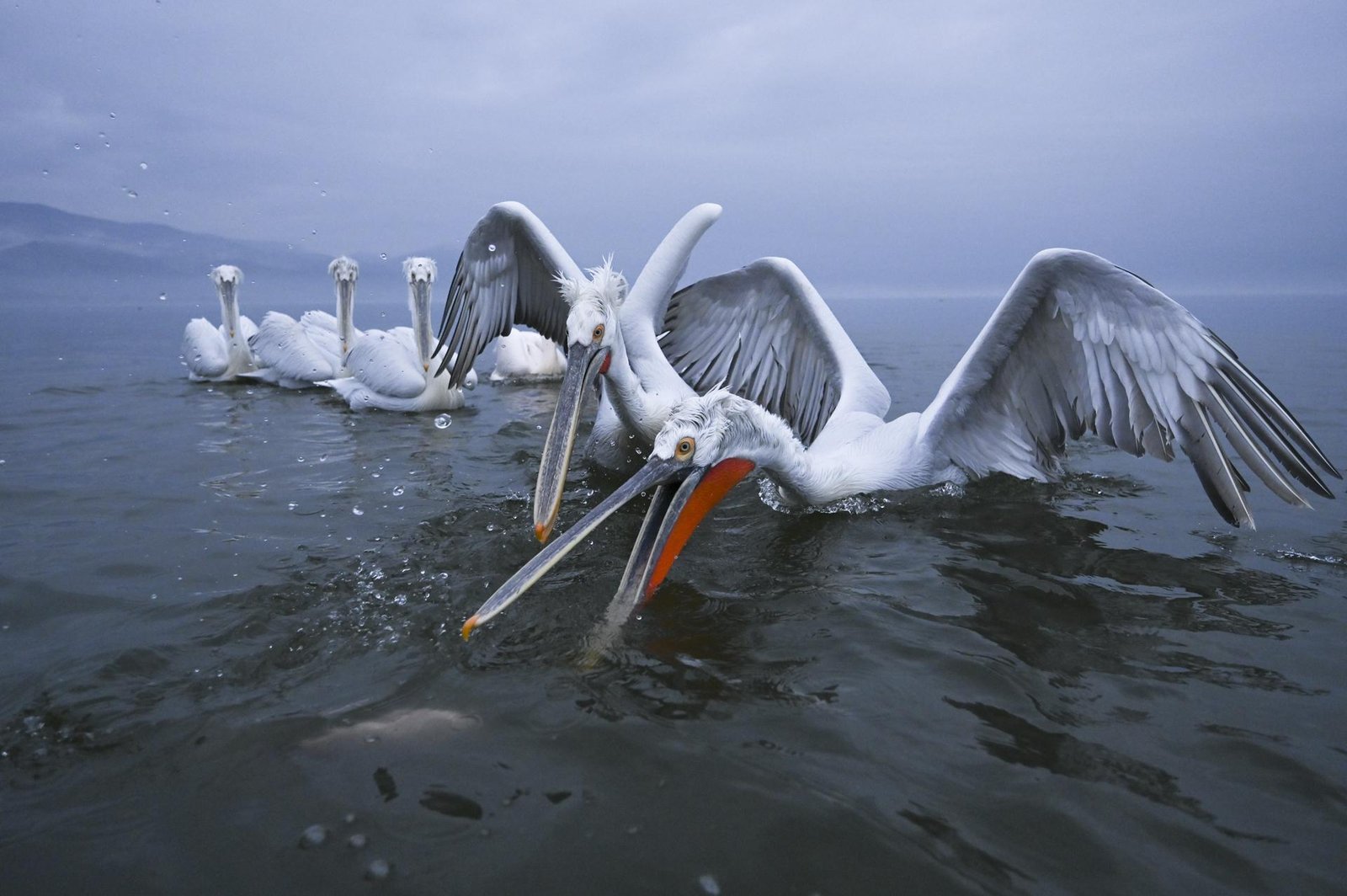 European Photography Awards Winner - Catch Me if you can