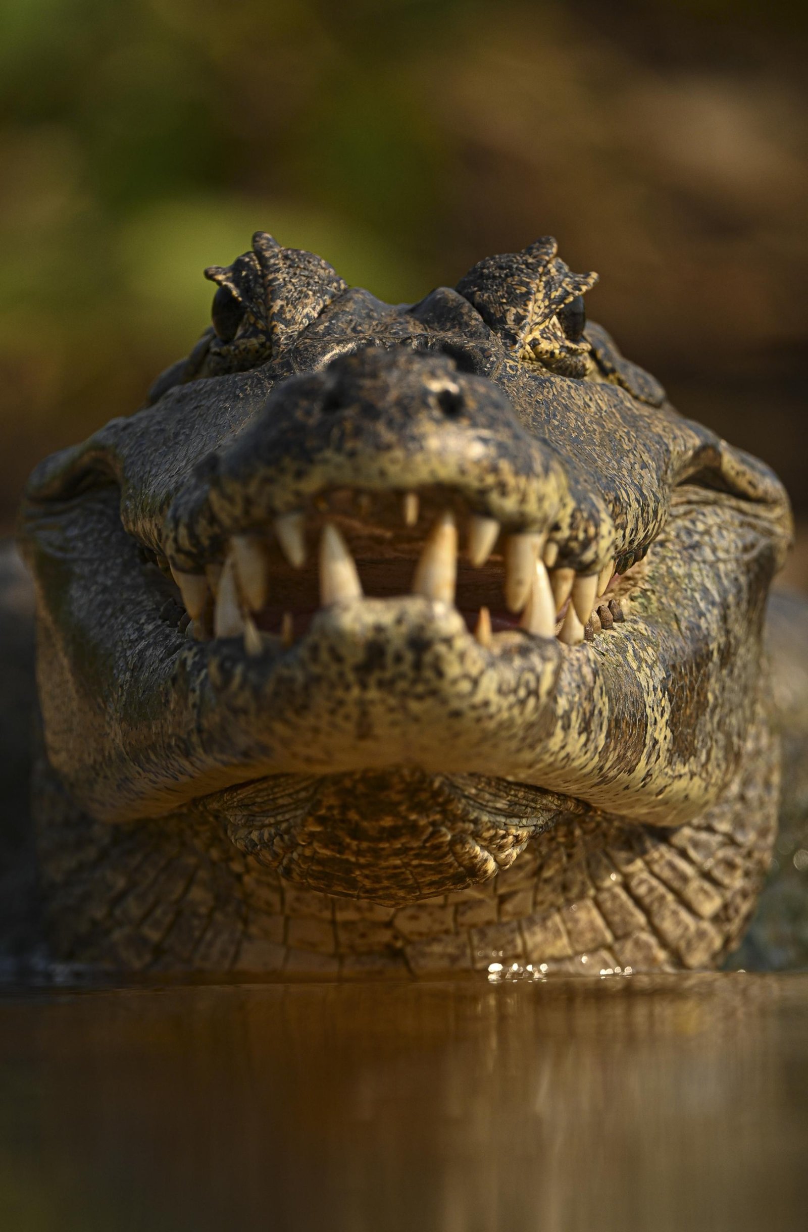 European Photography Awards Winner - Deadly Smile