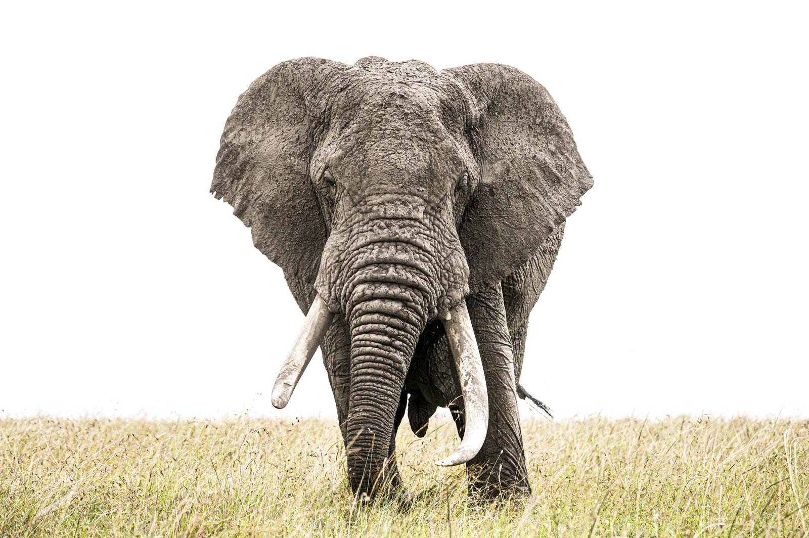 European Photography Awards Winner - Grey Giant