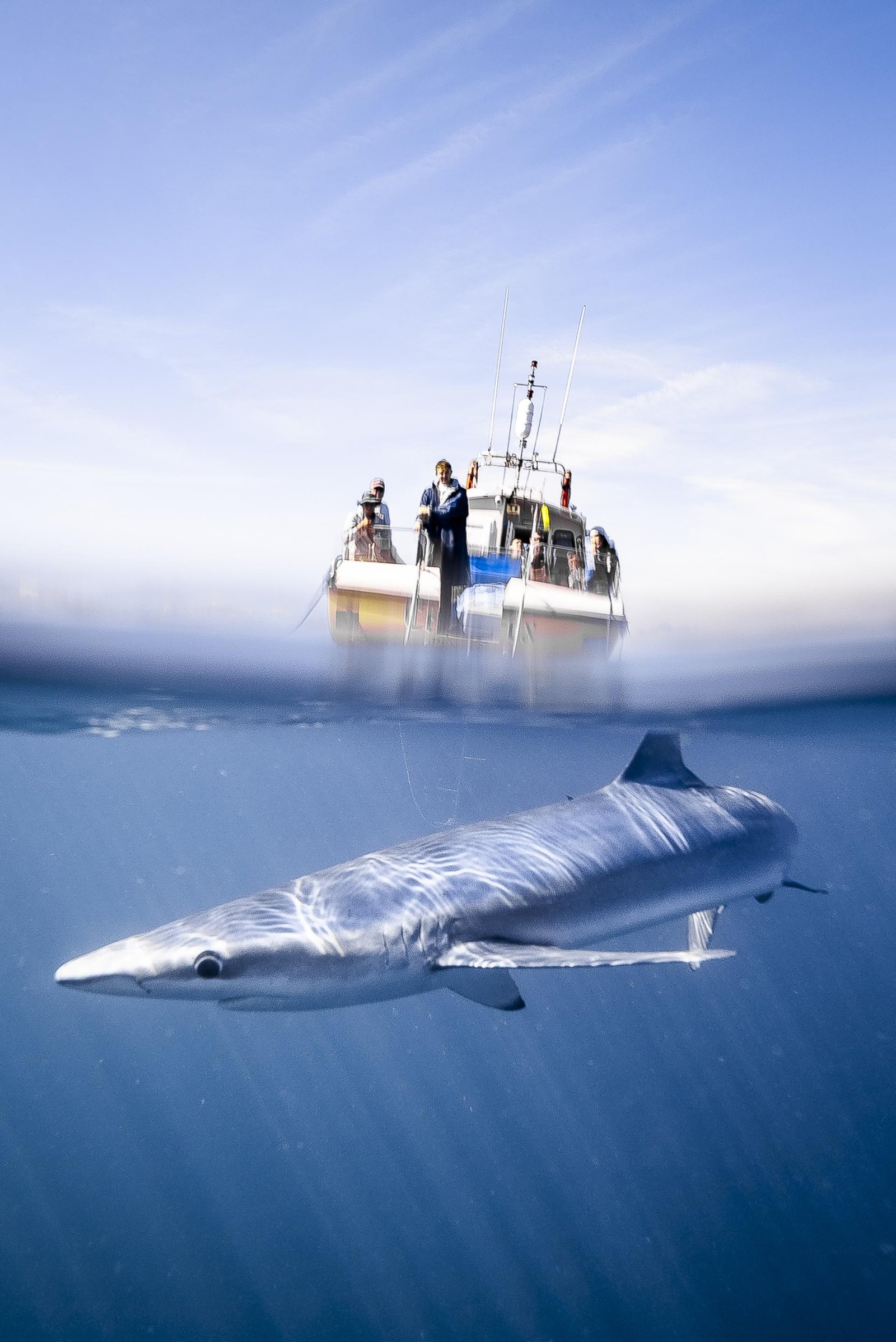 European Photography Awards Winner - Blue sharks of Cornwall
