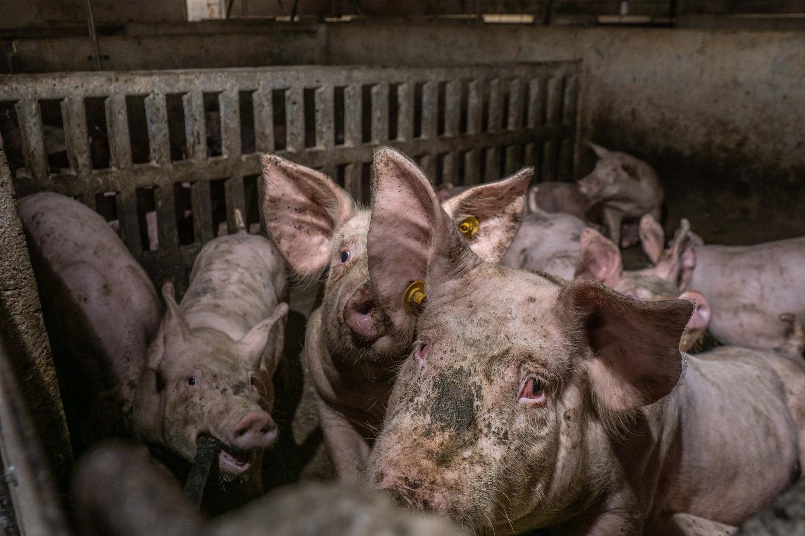 European Photography Awards Winner - Long Shadow