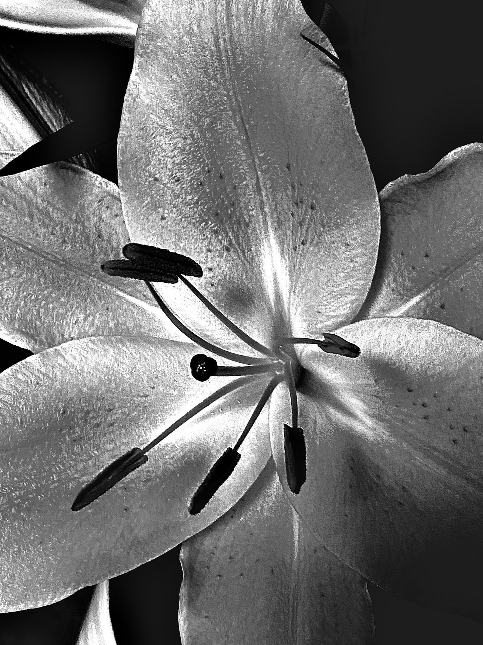 European Photography Awards Winner - Flowers in Black & White 