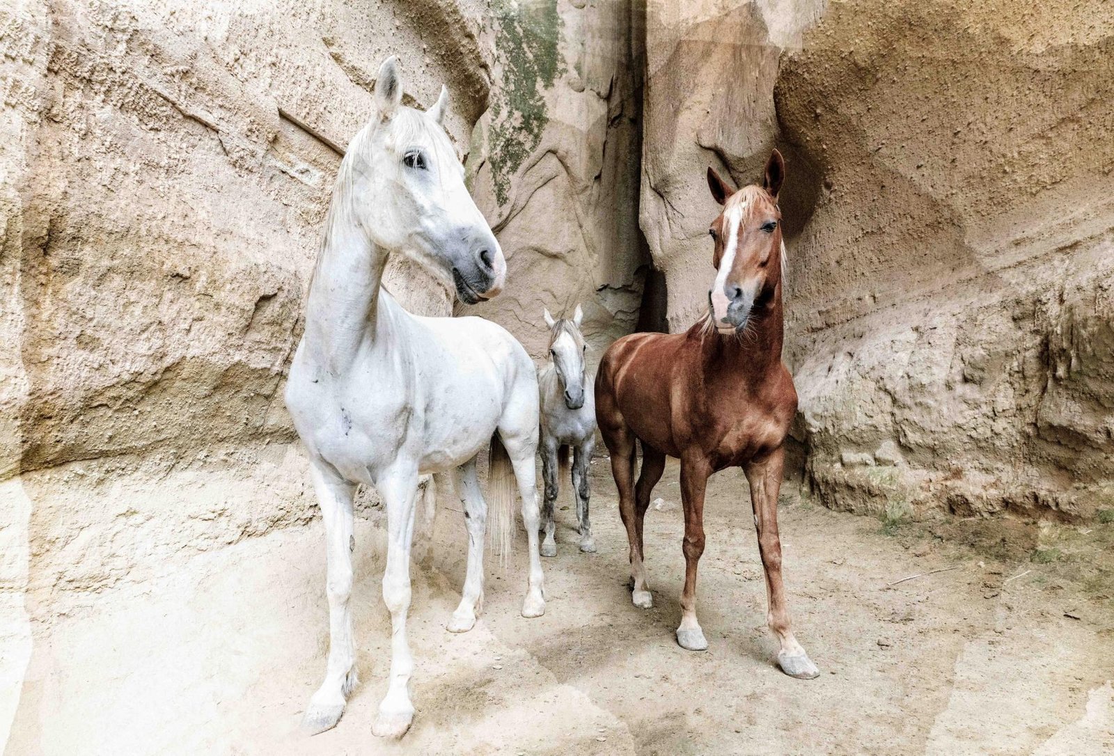 European Photography Awards Winner - Spirit of Anatolia: Horses Across the Turkish Landscape