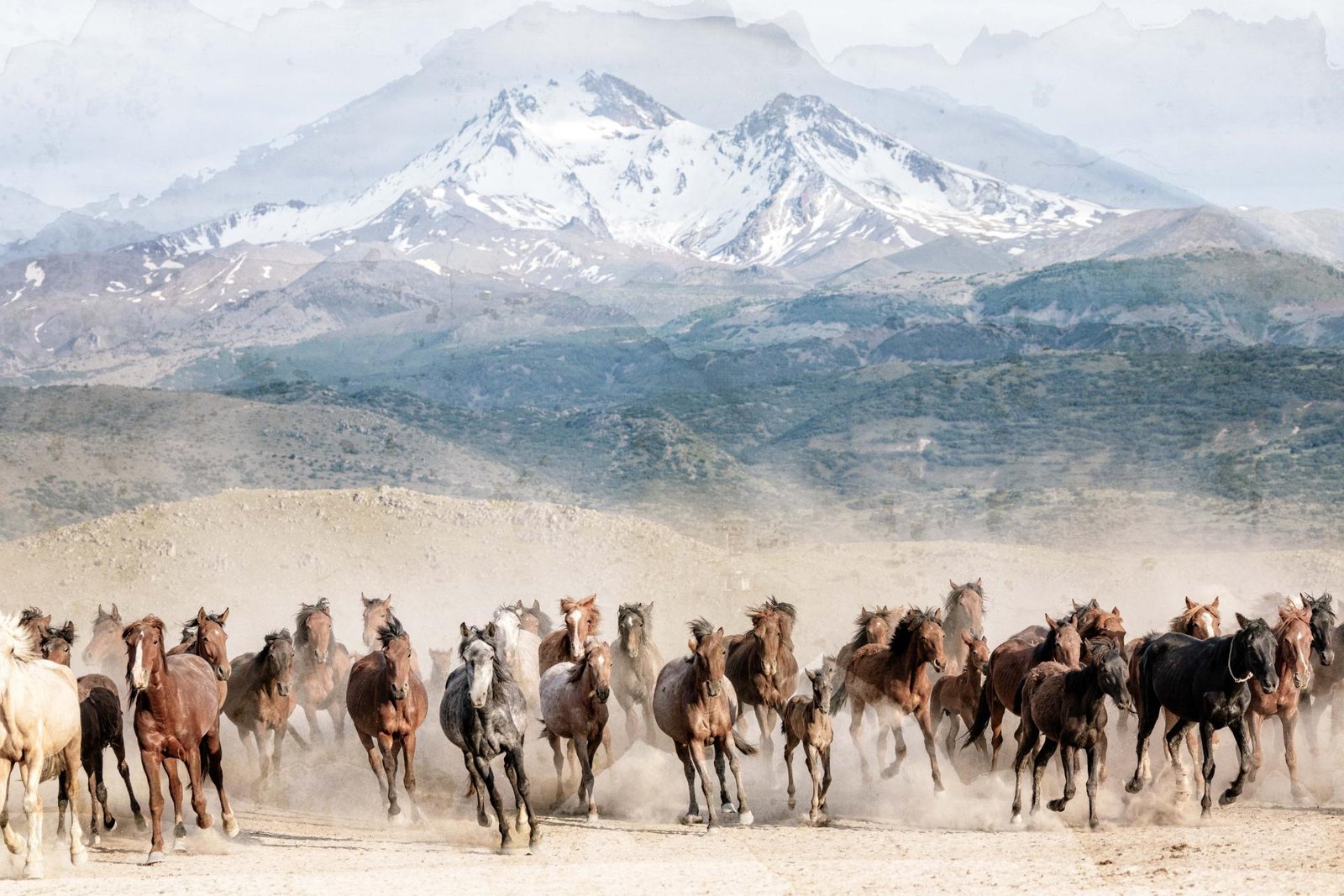 European Photography Awards Winner - Spirit of Anatolia: Horses Across the Turkish Landscape