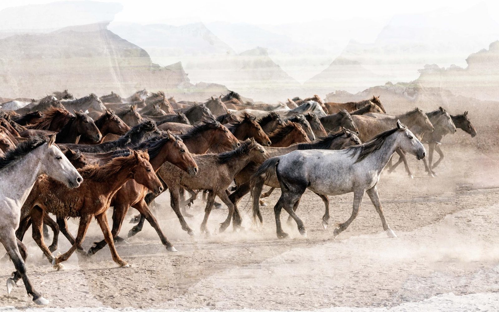 European Photography Awards Winner - Spirit of Anatolia: Horses Across the Turkish Landscape