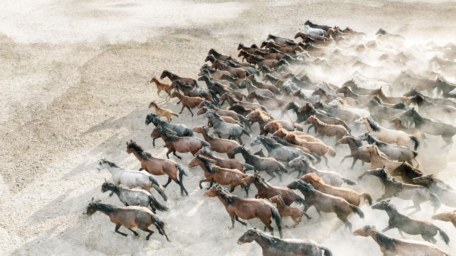 European Photography Awards Winner - Spirit of Anatolia: Horses Across the Turkish Landscape