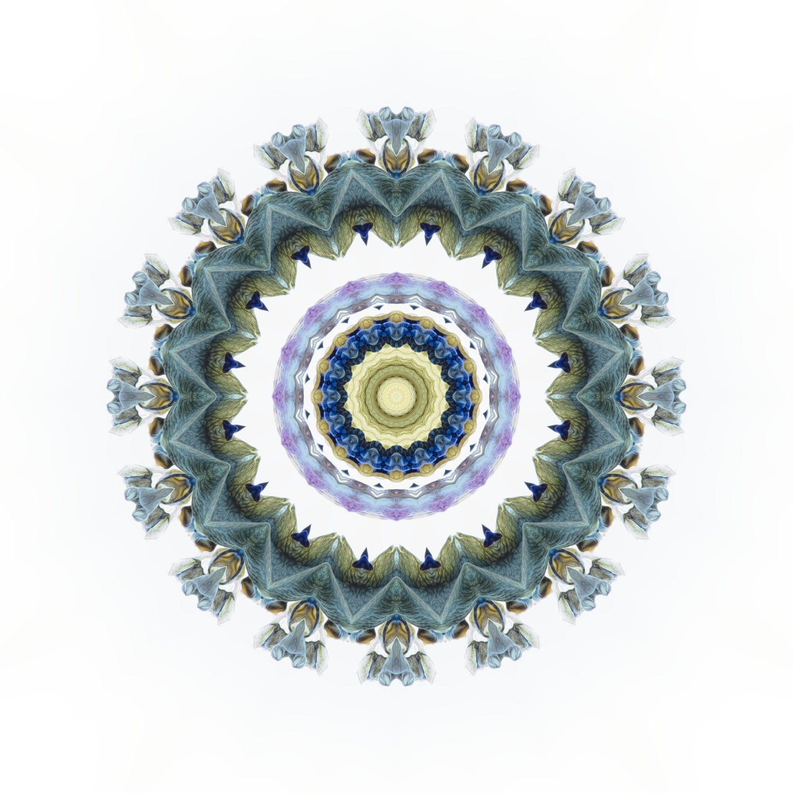 European Photography Awards Winner - Lupin mandala