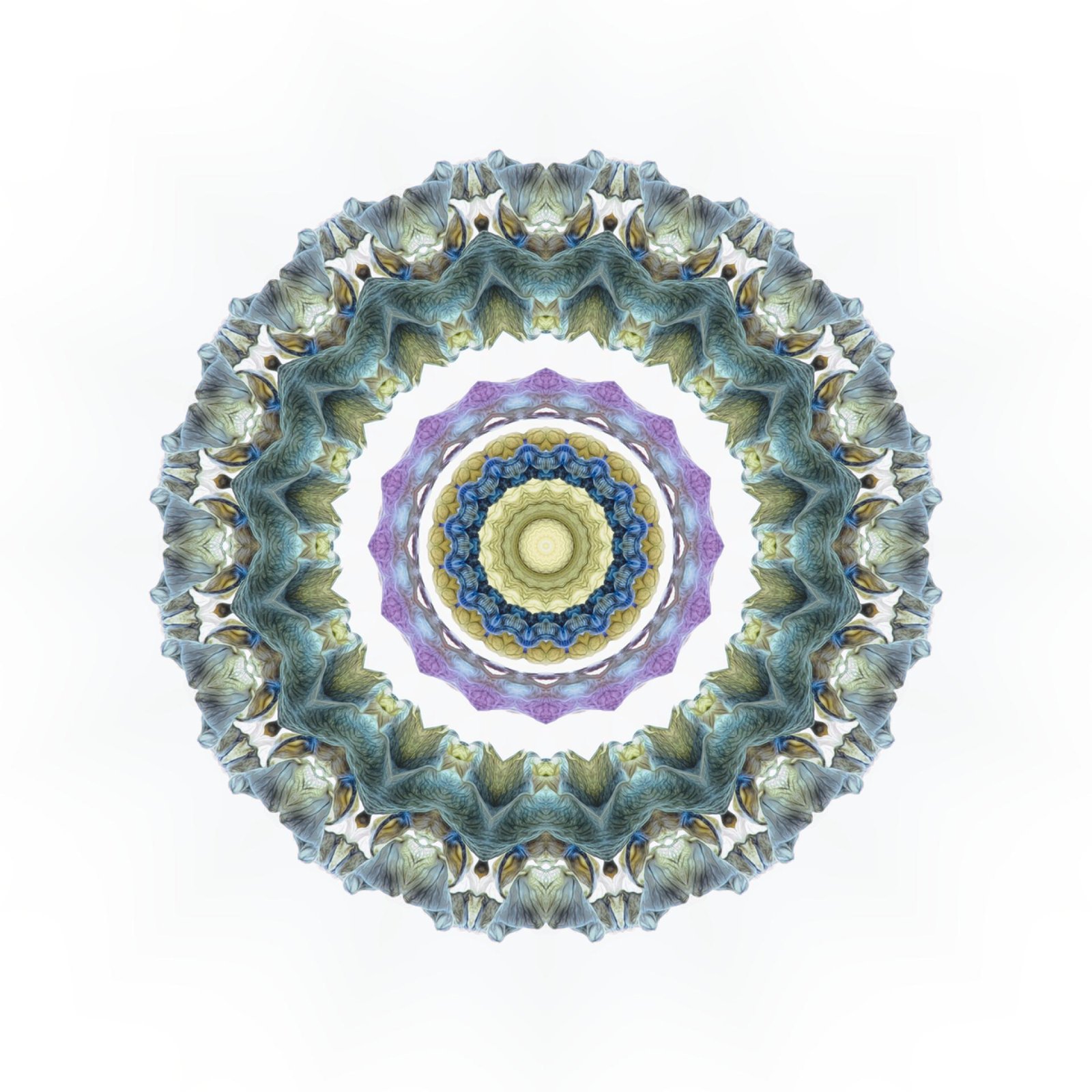 European Photography Awards Winner - Lupin mandala