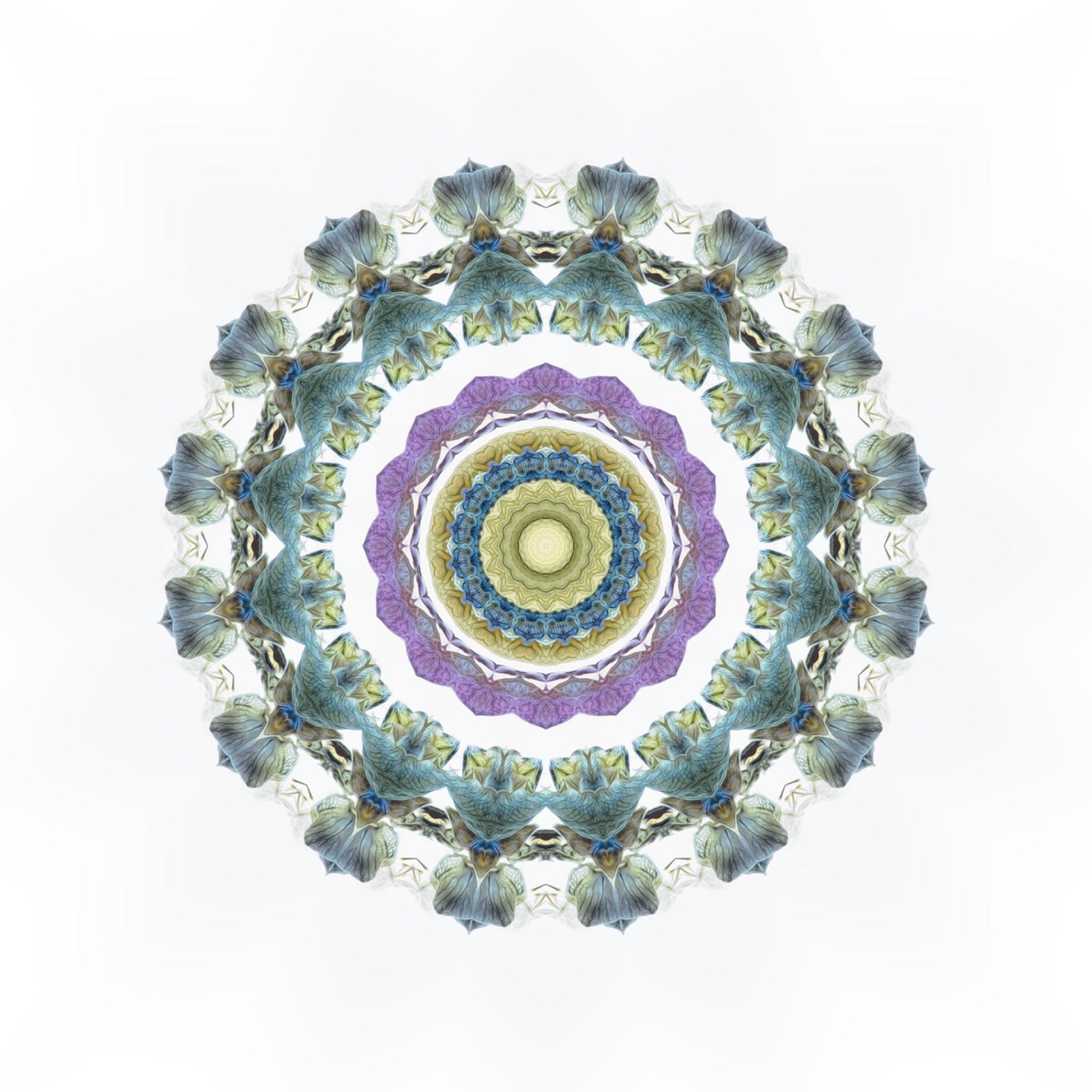 European Photography Awards Winner - Lupin mandala