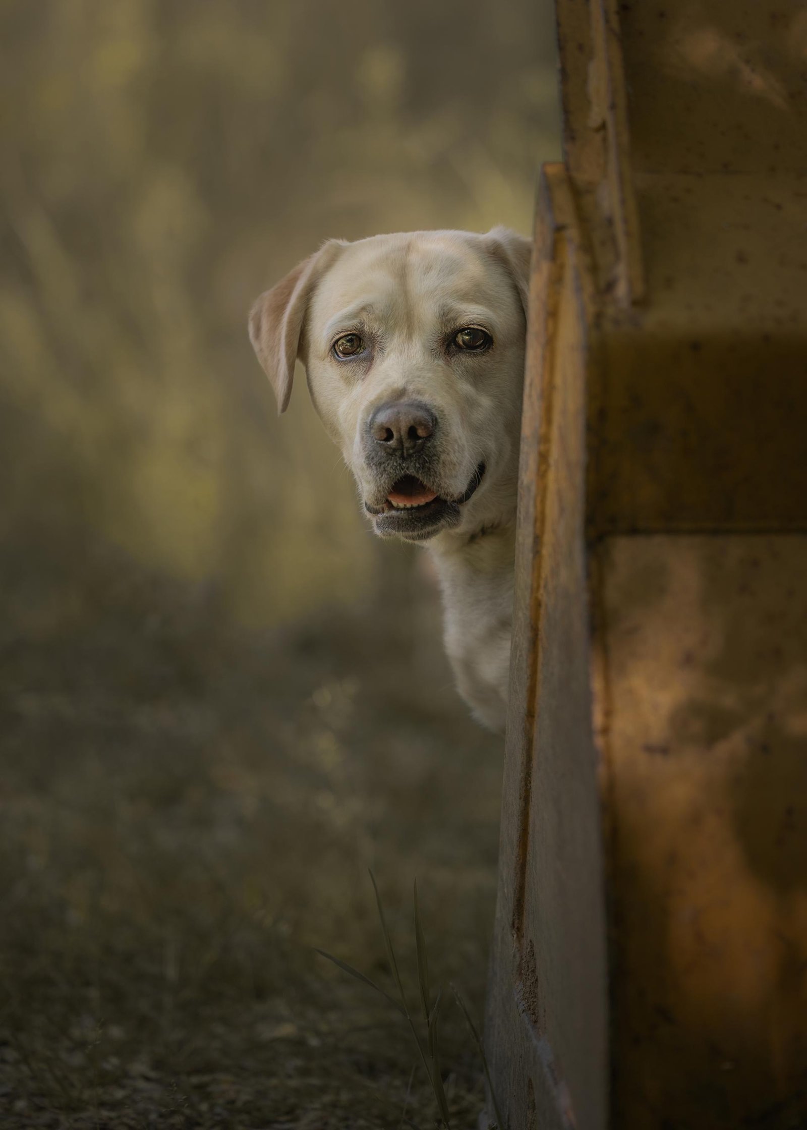 European Photography Awards Winner - Fine art portrait of a Labrador