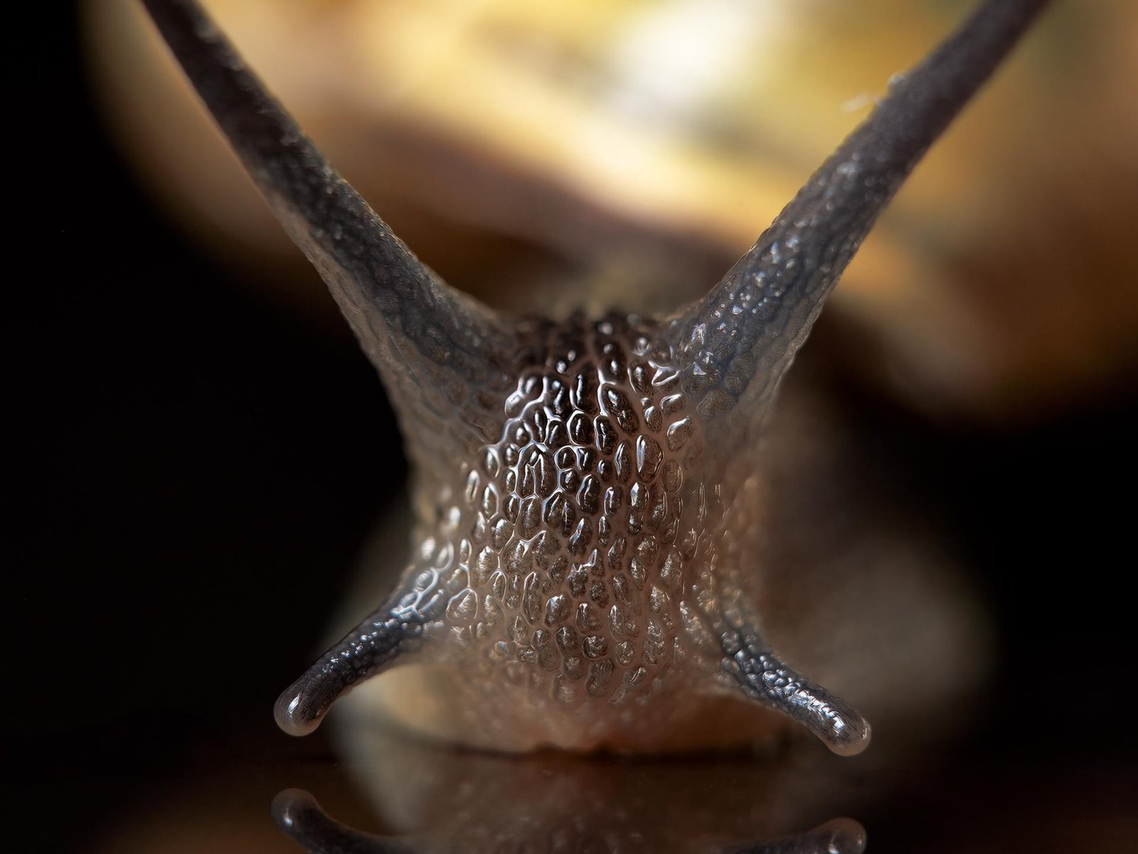 European Photography Awards Winner - Alien Among Us