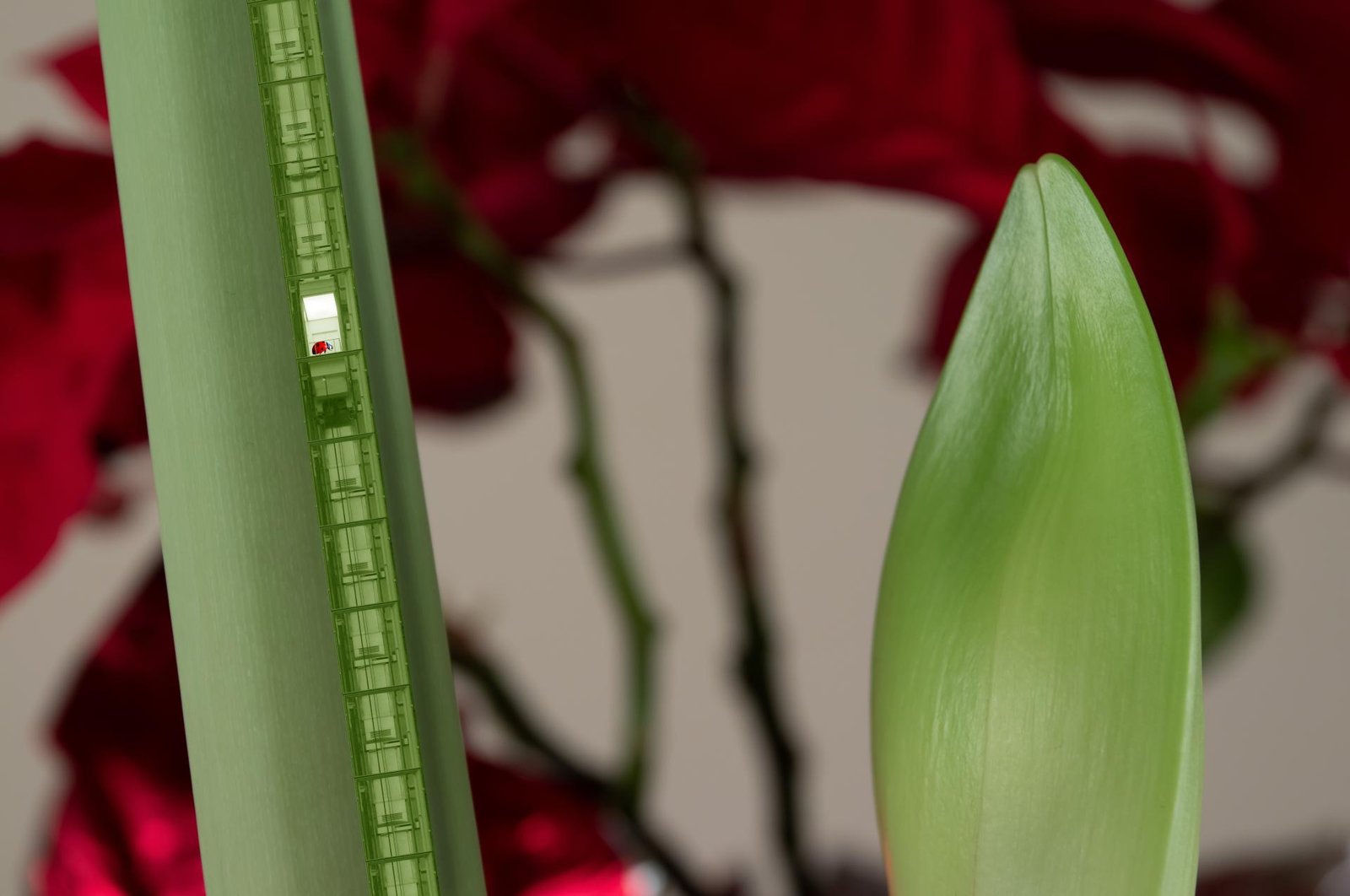 European Photography Awards Winner - Elevator