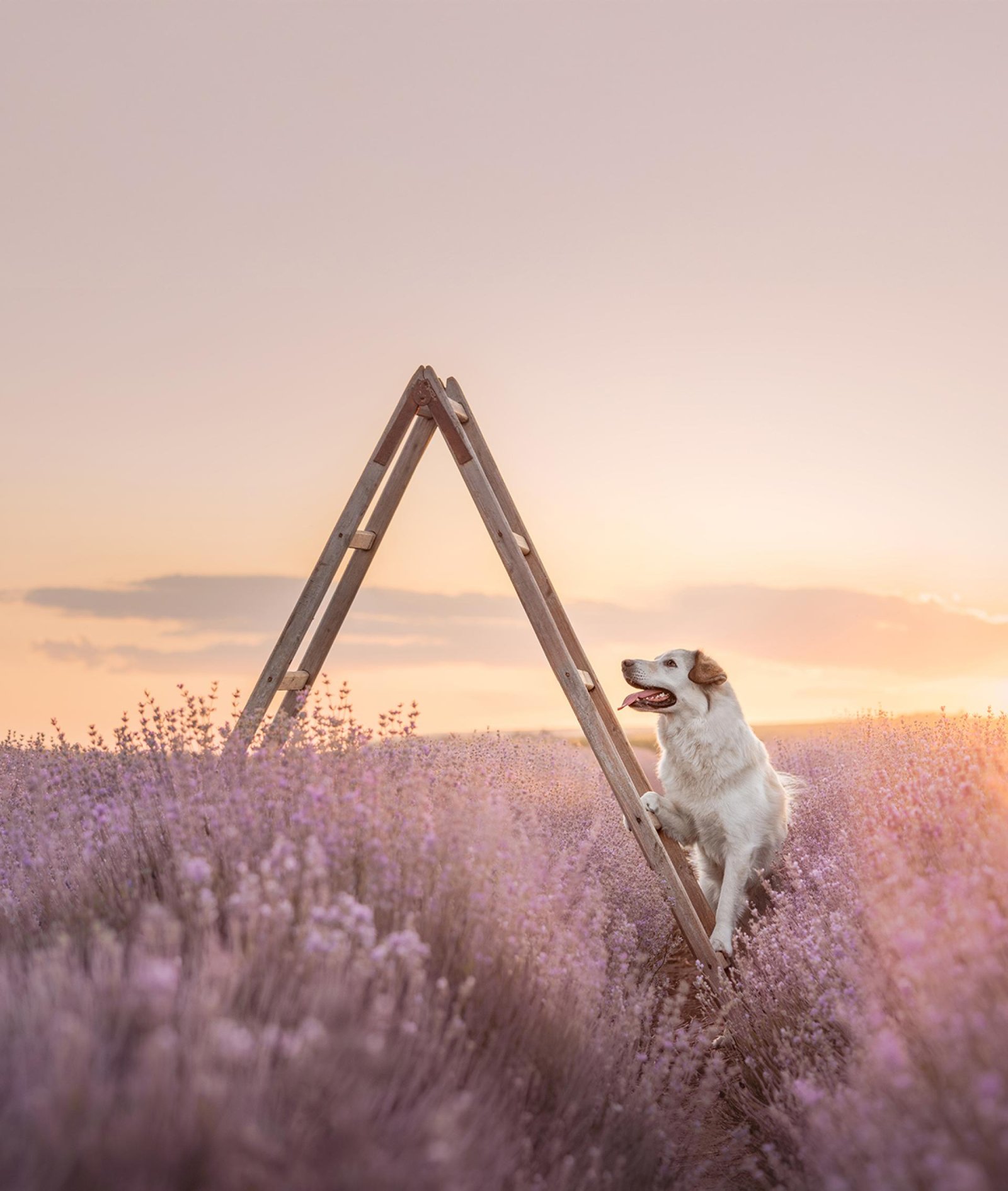 European Photography Awards Winner - Reaching for your Dreams