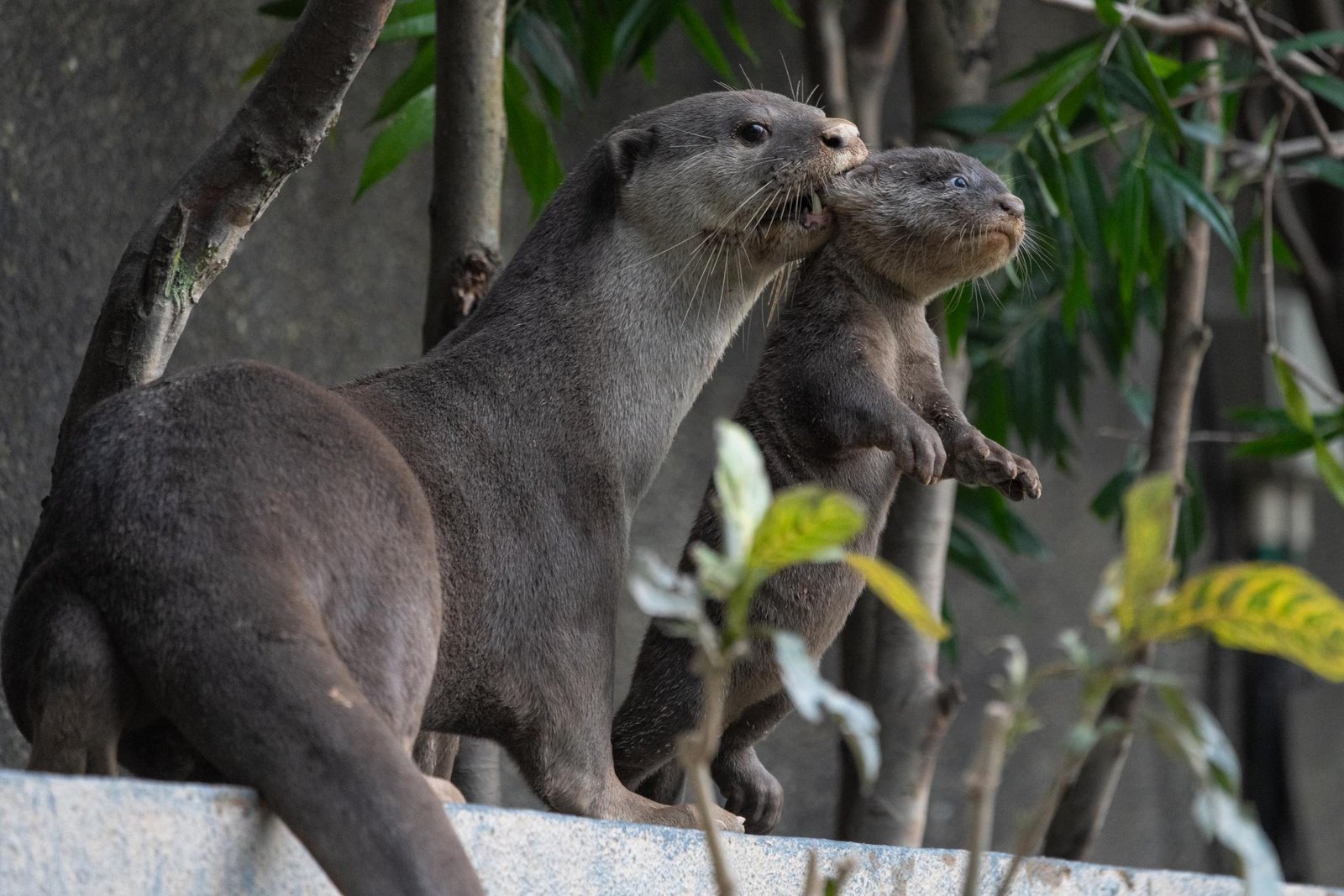 European Photography Awards Winner - City Life, Otter Love