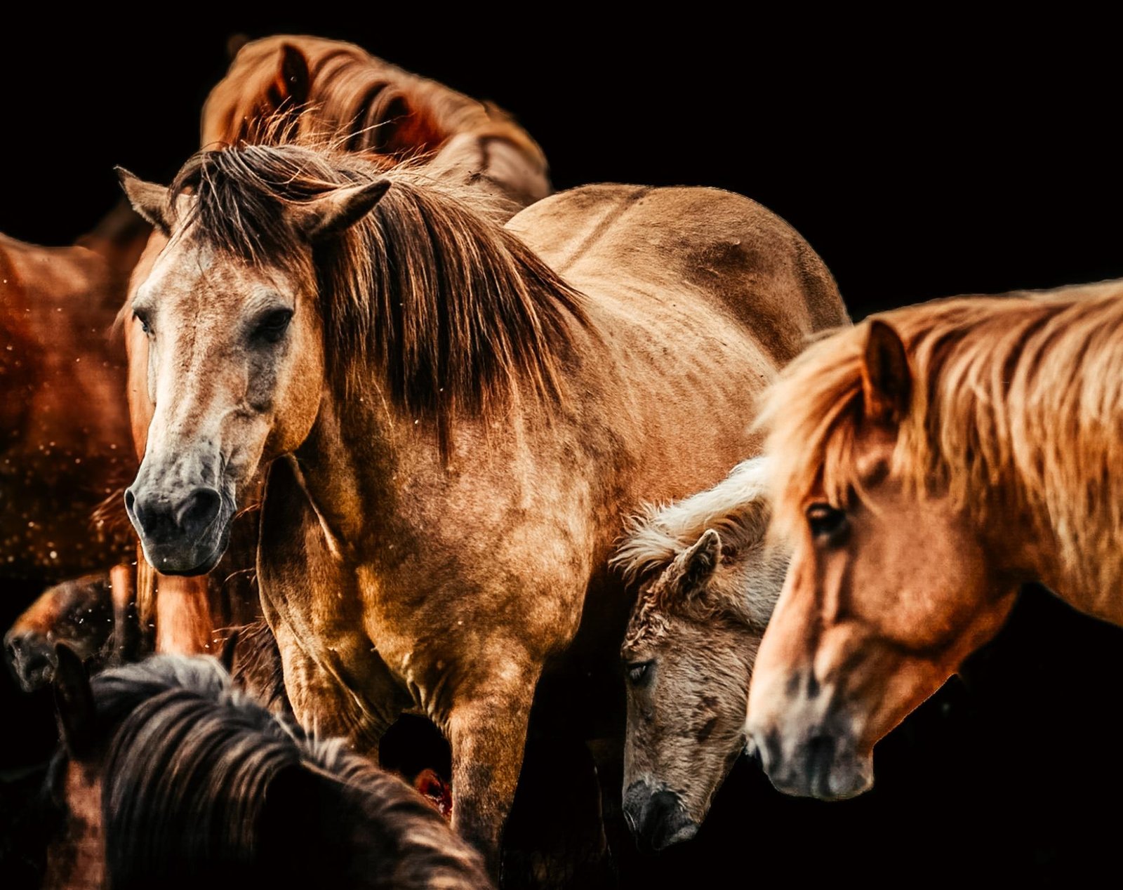 European Photography Awards Winner - Wild souls-In the heartbeat of freedom 