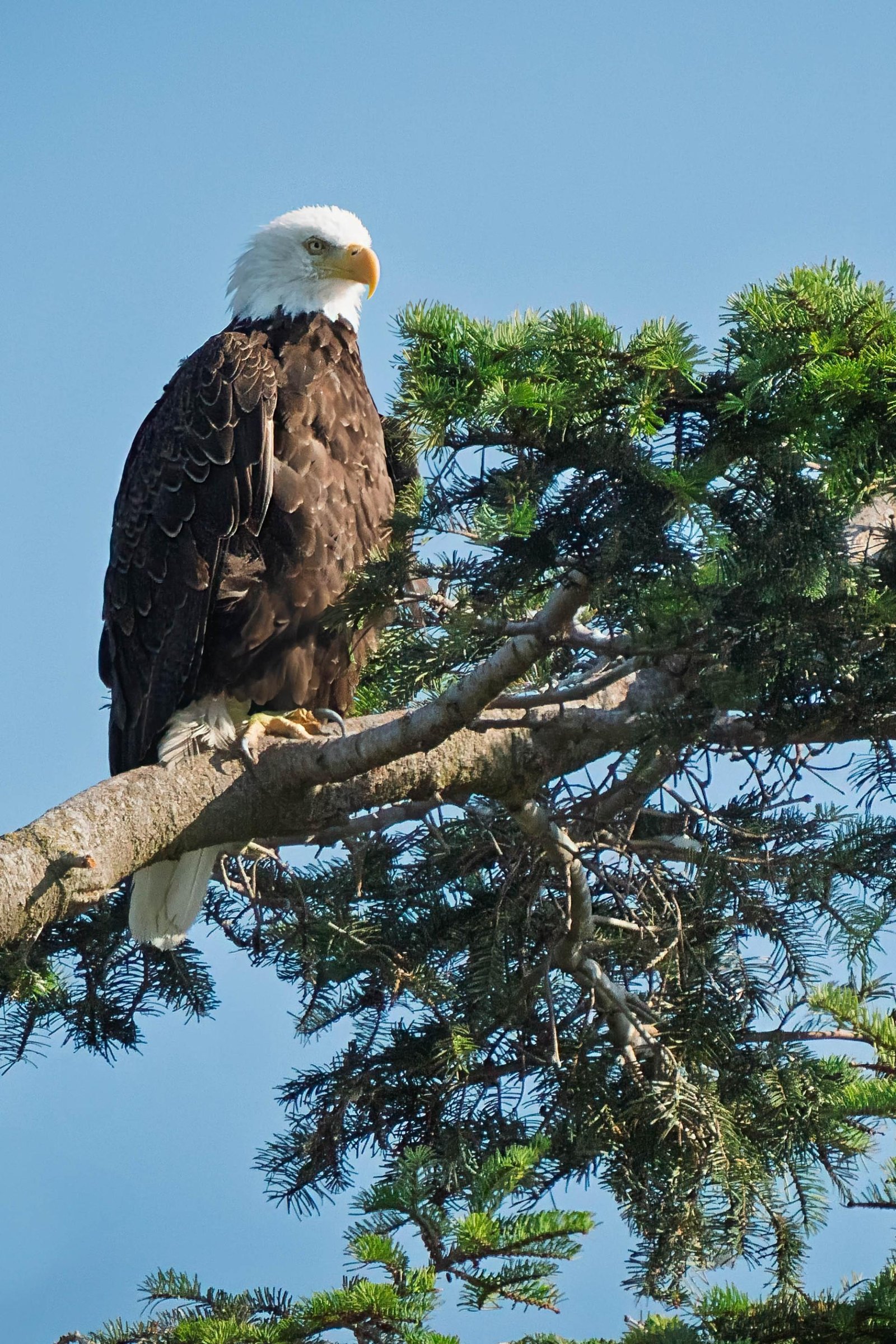 European Photography Awards Winner - Regal Bald Eagle Over March's Point