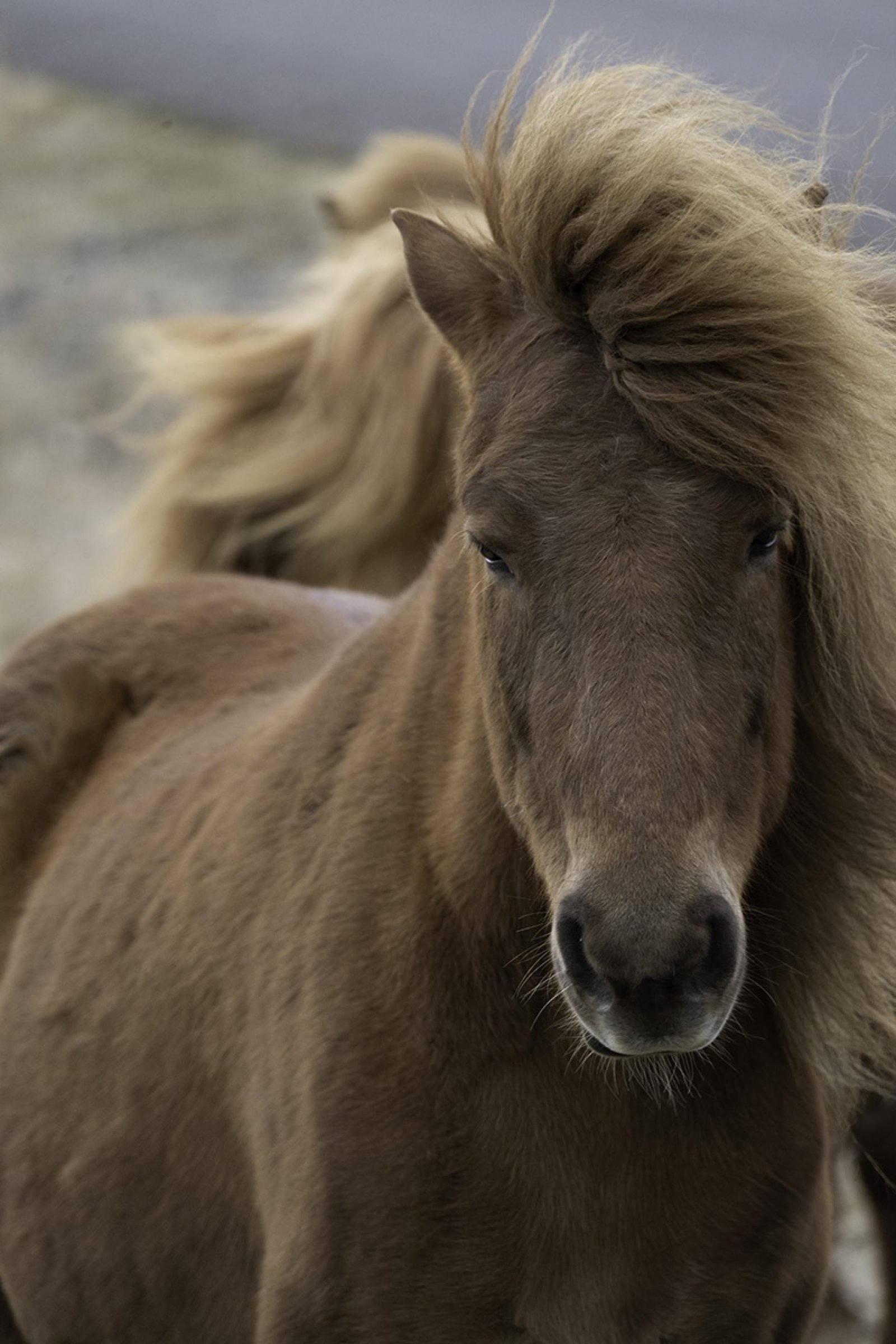 European Photography Awards Winner - Icelandic Horse