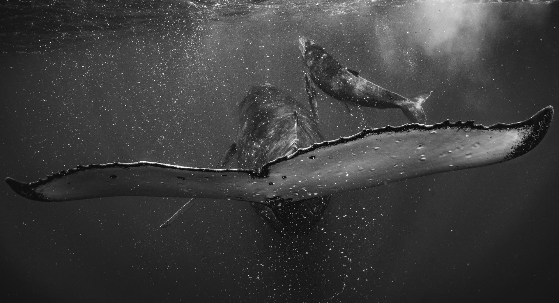 European Photography Awards Winner - Prince of Blue