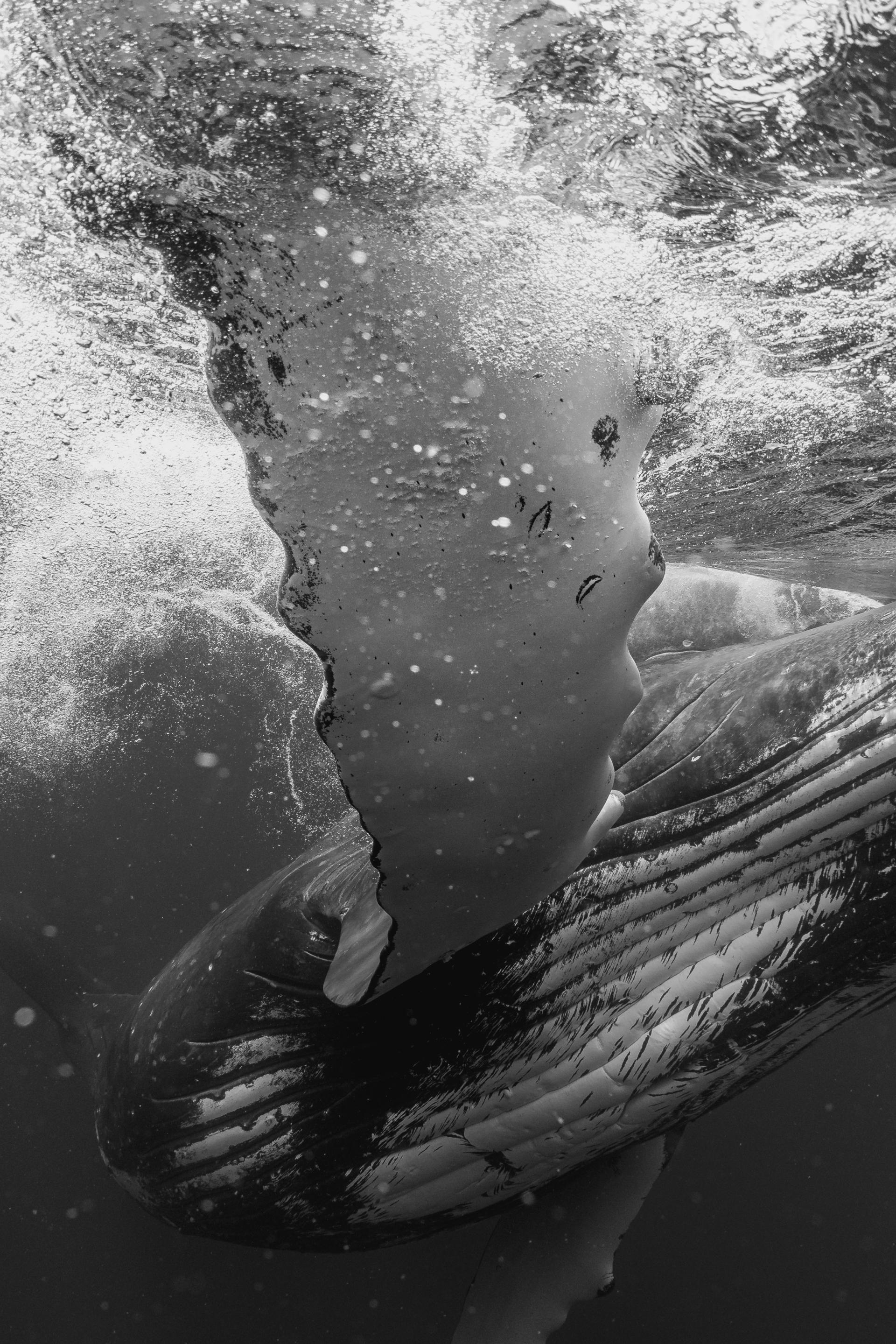 European Photography Awards Winner - Prince of Blue