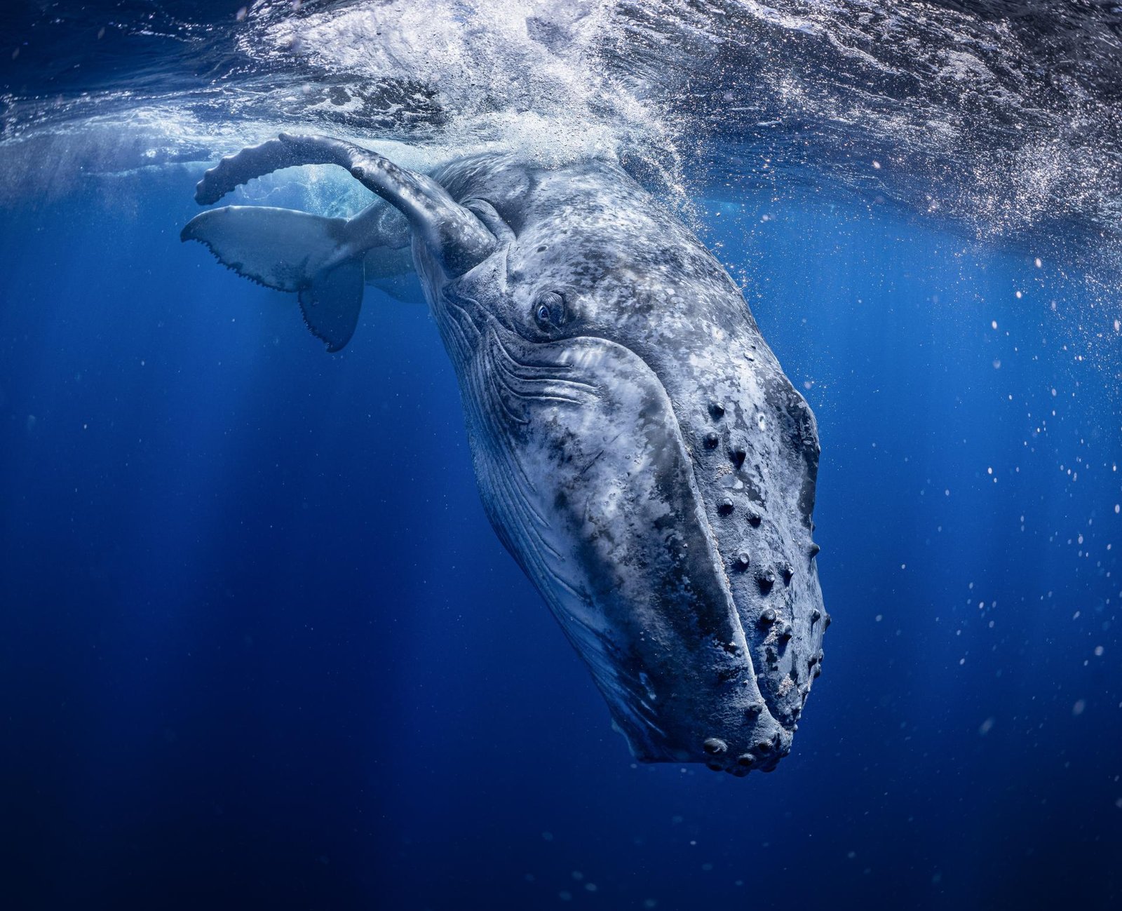 European Photography Awards Winner - Prince of Blue