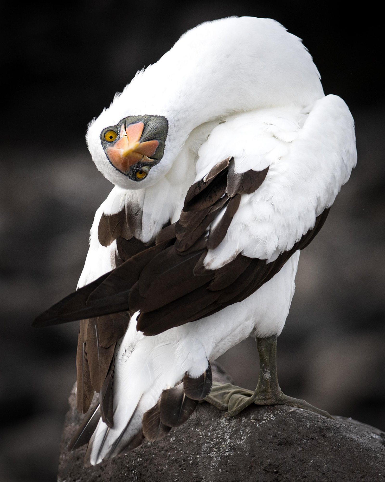 European Photography Awards Winner - Upside Down?