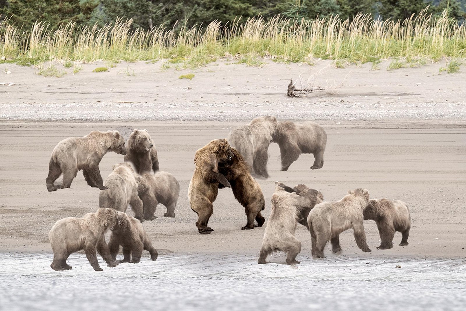 European Photography Awards Winner - Sparring Bears