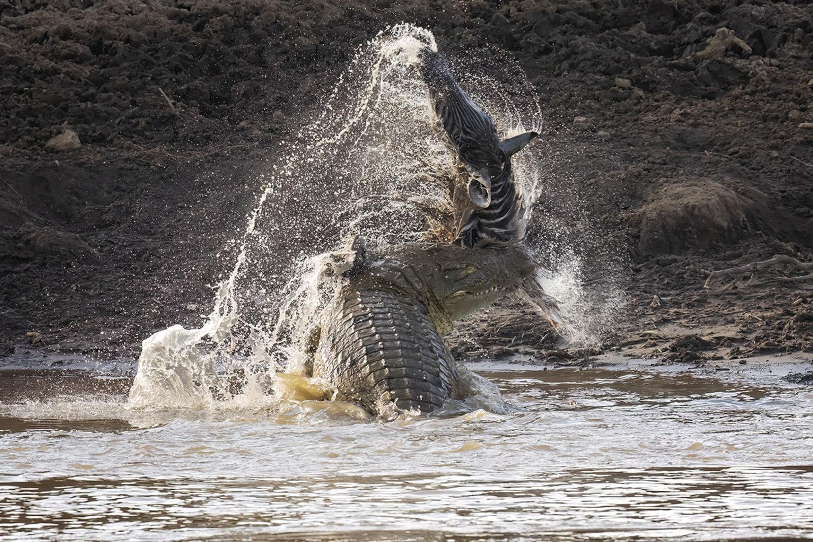 European Photography Awards Winner - Mara Crocodile