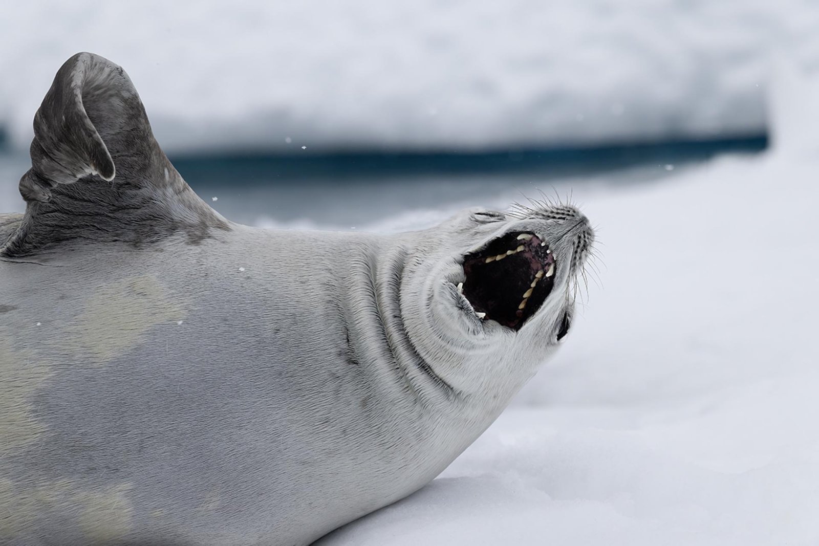 European Photography Awards Winner - Tickle My Belly