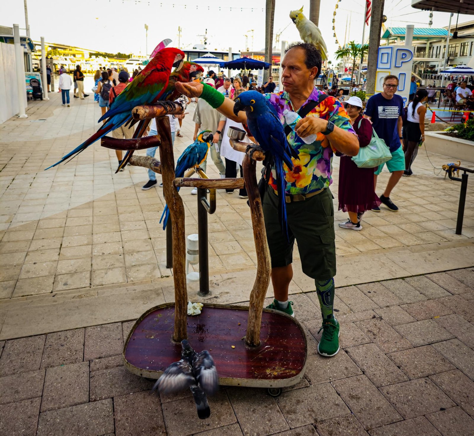 European Photography Awards Winner - Master of Menagerie