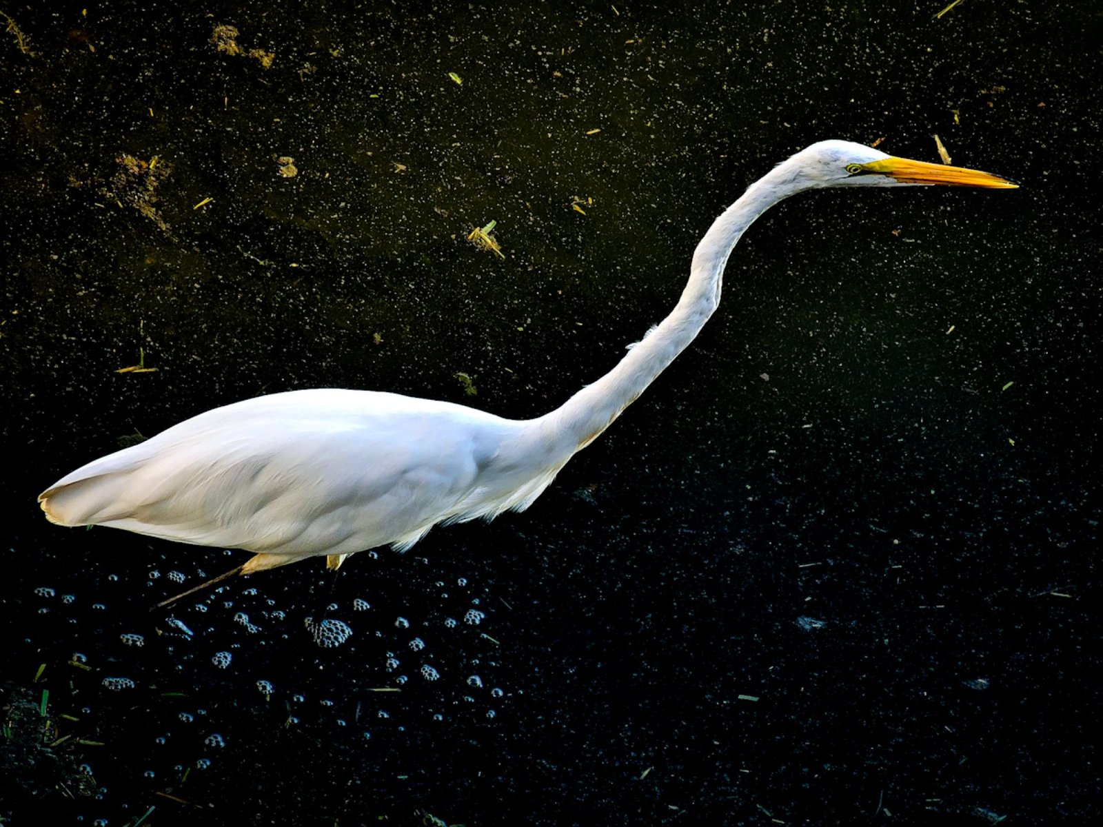 European Photography Awards Winner - Grace in the Mire: The Quiet Divide