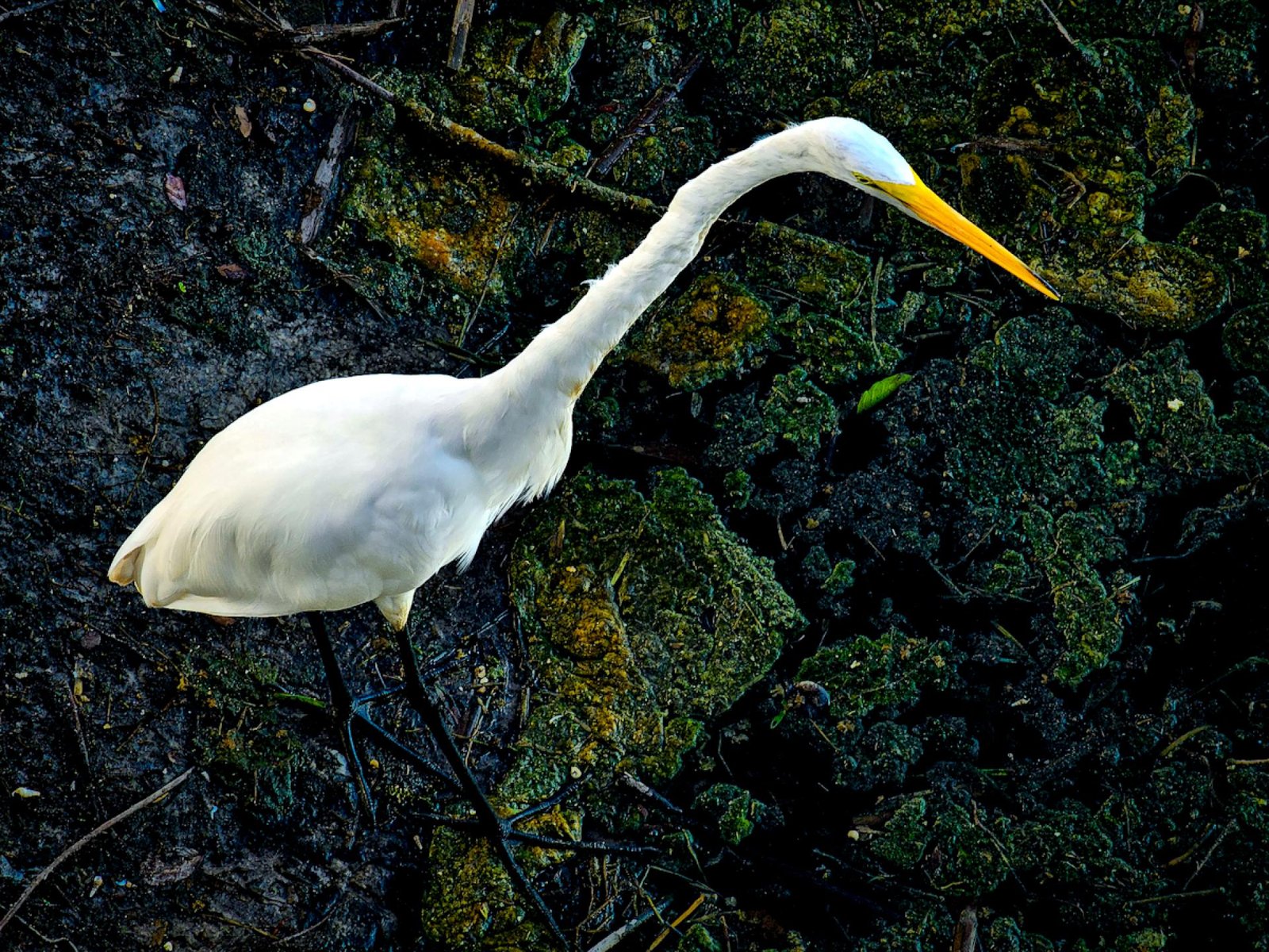 European Photography Awards Winner - Grace in the Mire: The Quiet Divide